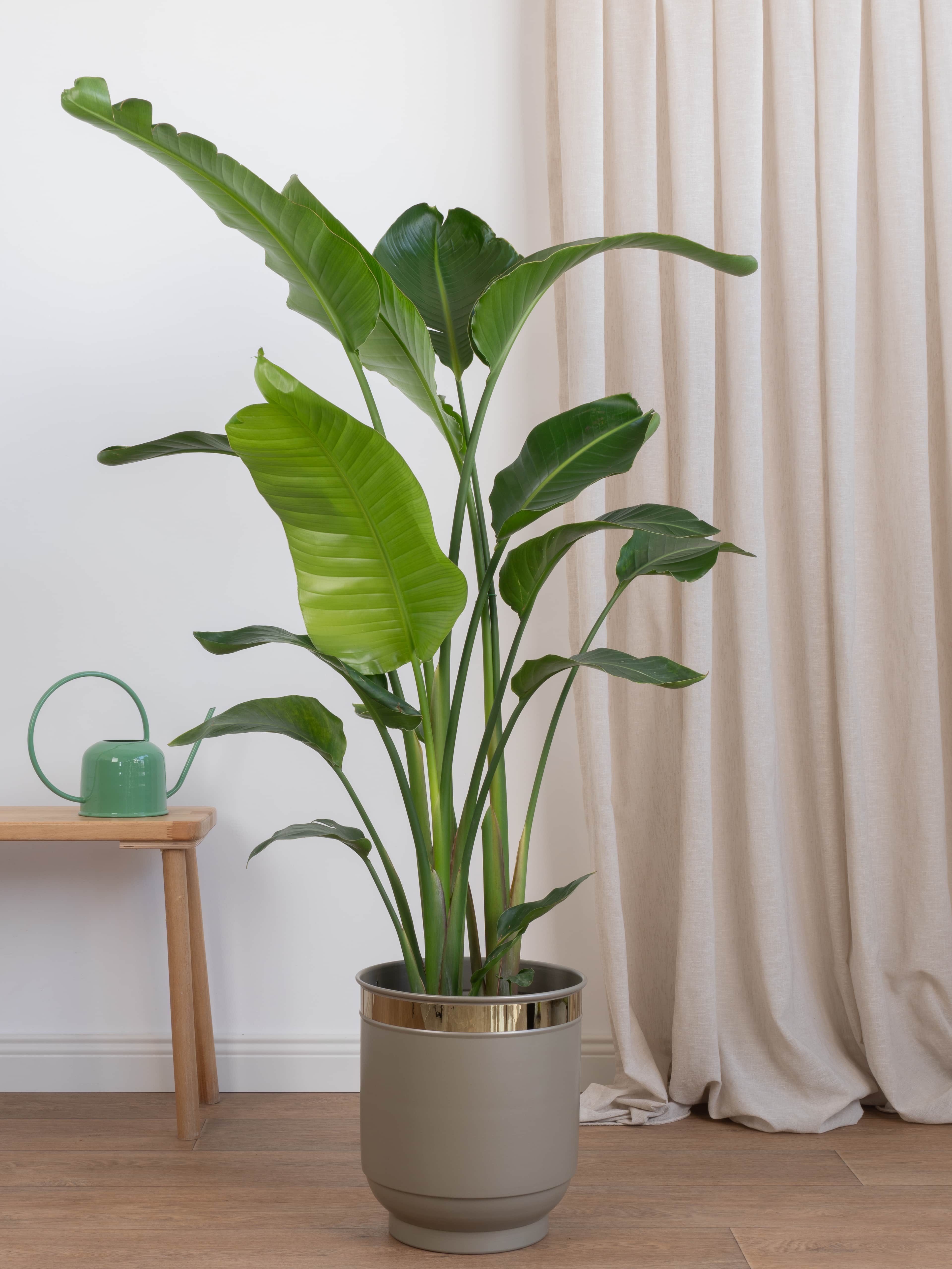 Starliçe- İki Köklü Anaç Form 140-160 cm (Cennet Kuşu Çiçeği- Strelitzia Nicolai )