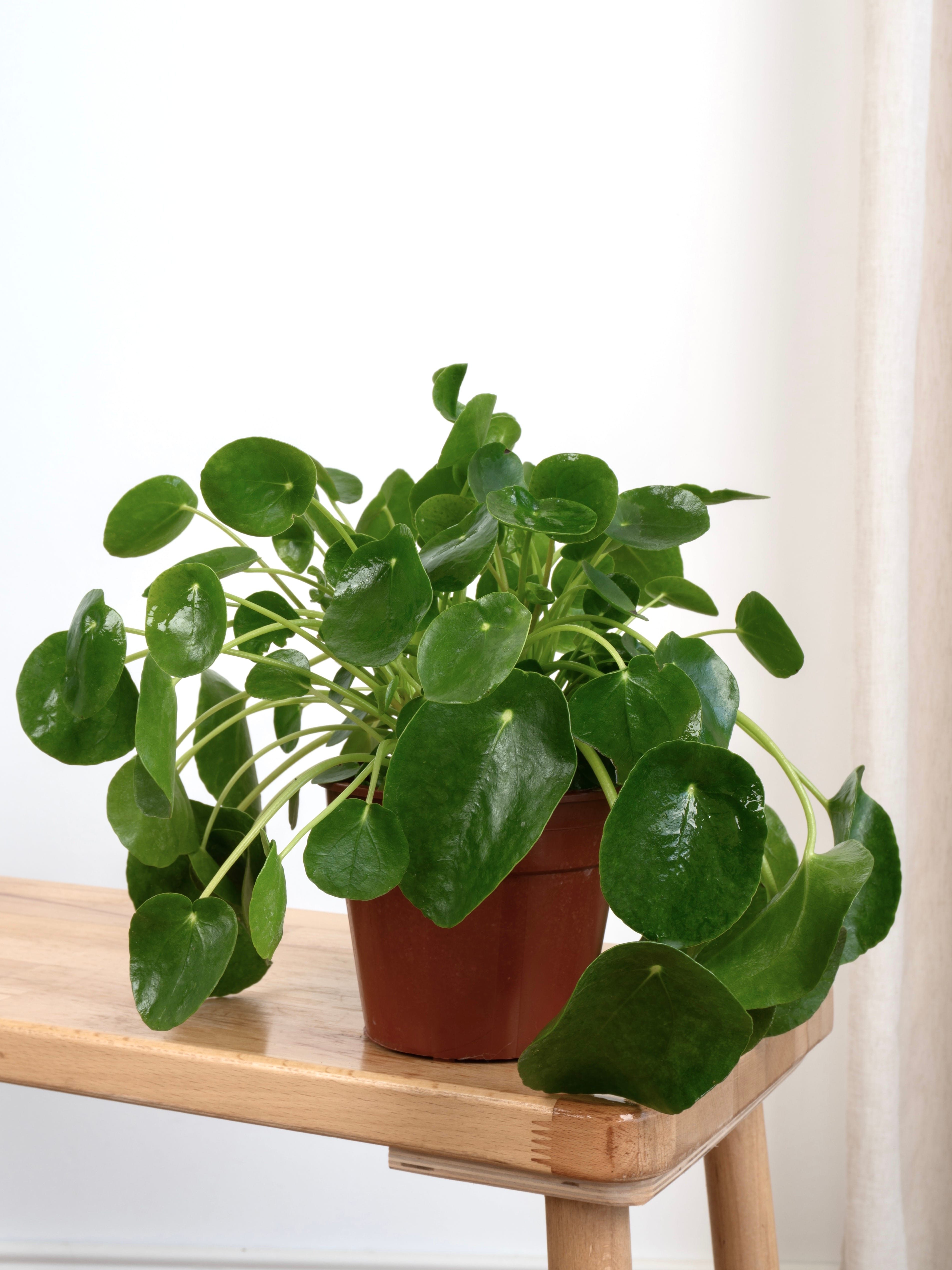Üçlü Popüler Bitki Seti (Cocos Palm, Monstera & Pilea Peperomioides)  