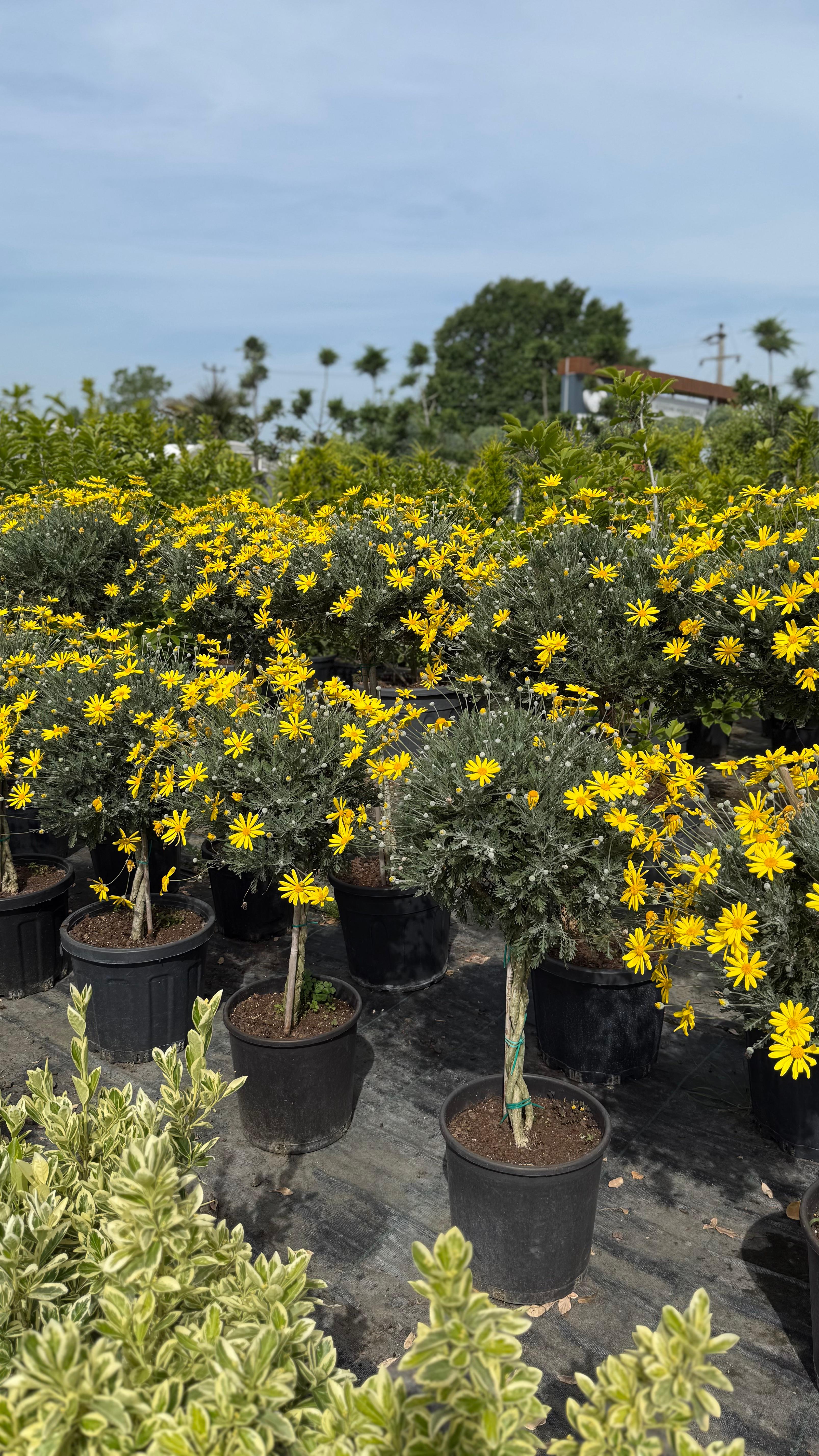 Euryops Pectinatus – Sarı Papatya Ağacı (Tijli Form)