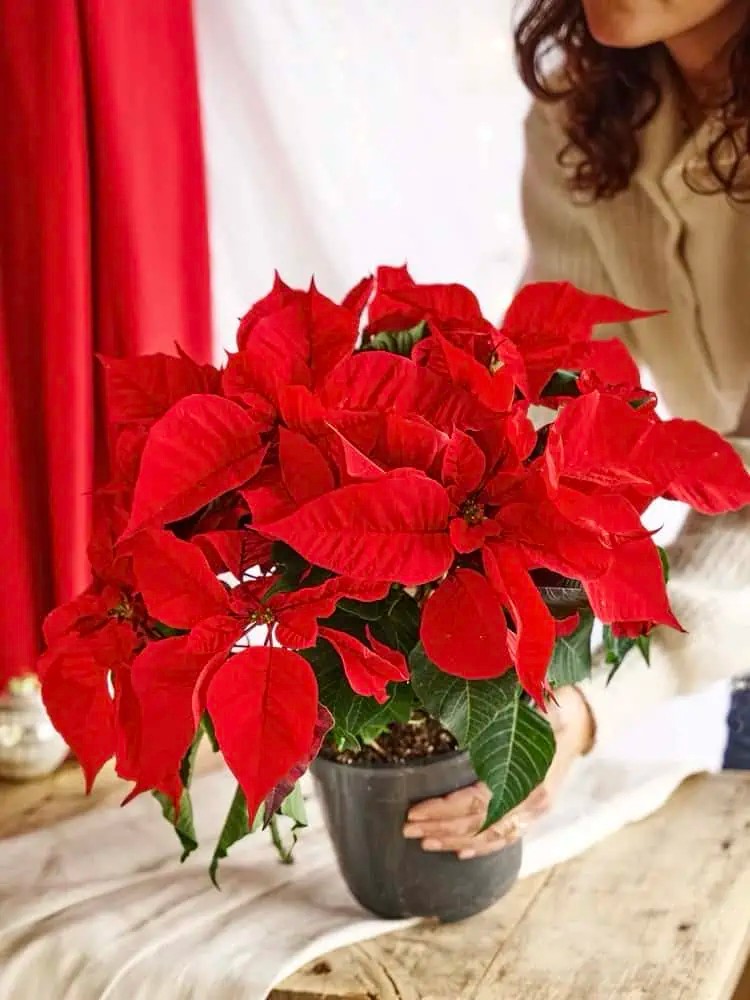 Poinsettia 50-60 cm hasır dekoratif saksıda