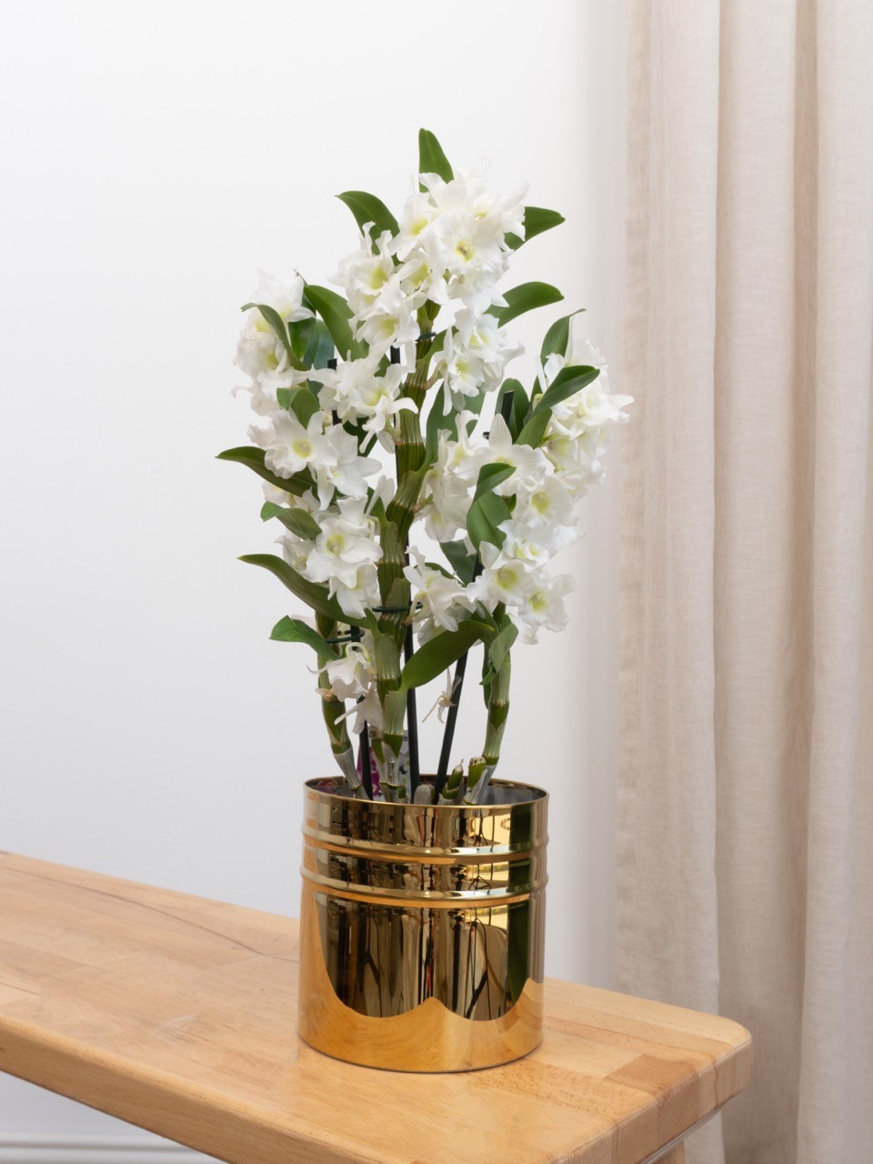 Dendrobium Orkide (Bambu Orkide)