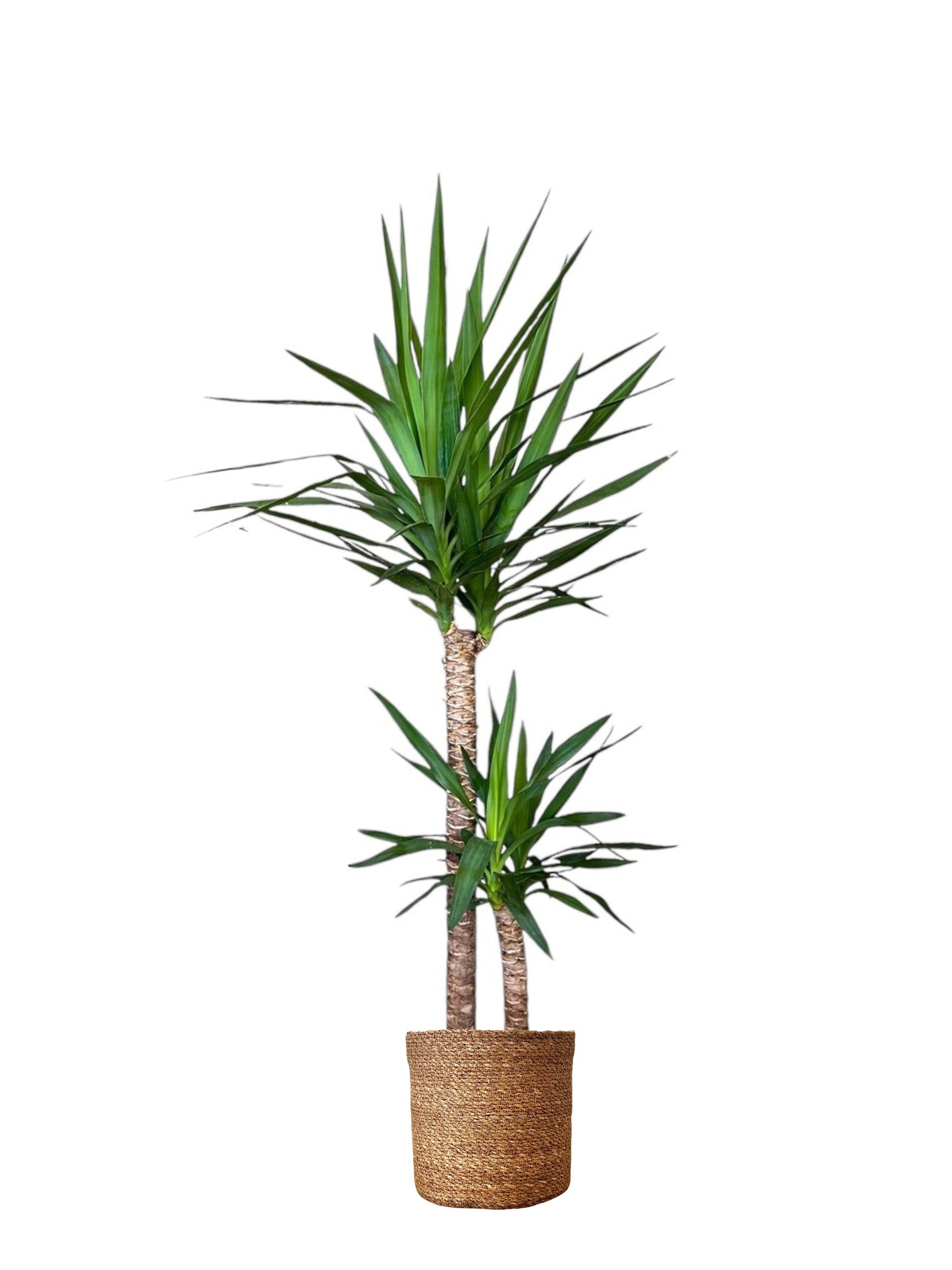 Yucca (Yuka ) İki Kollu 130-140 cm