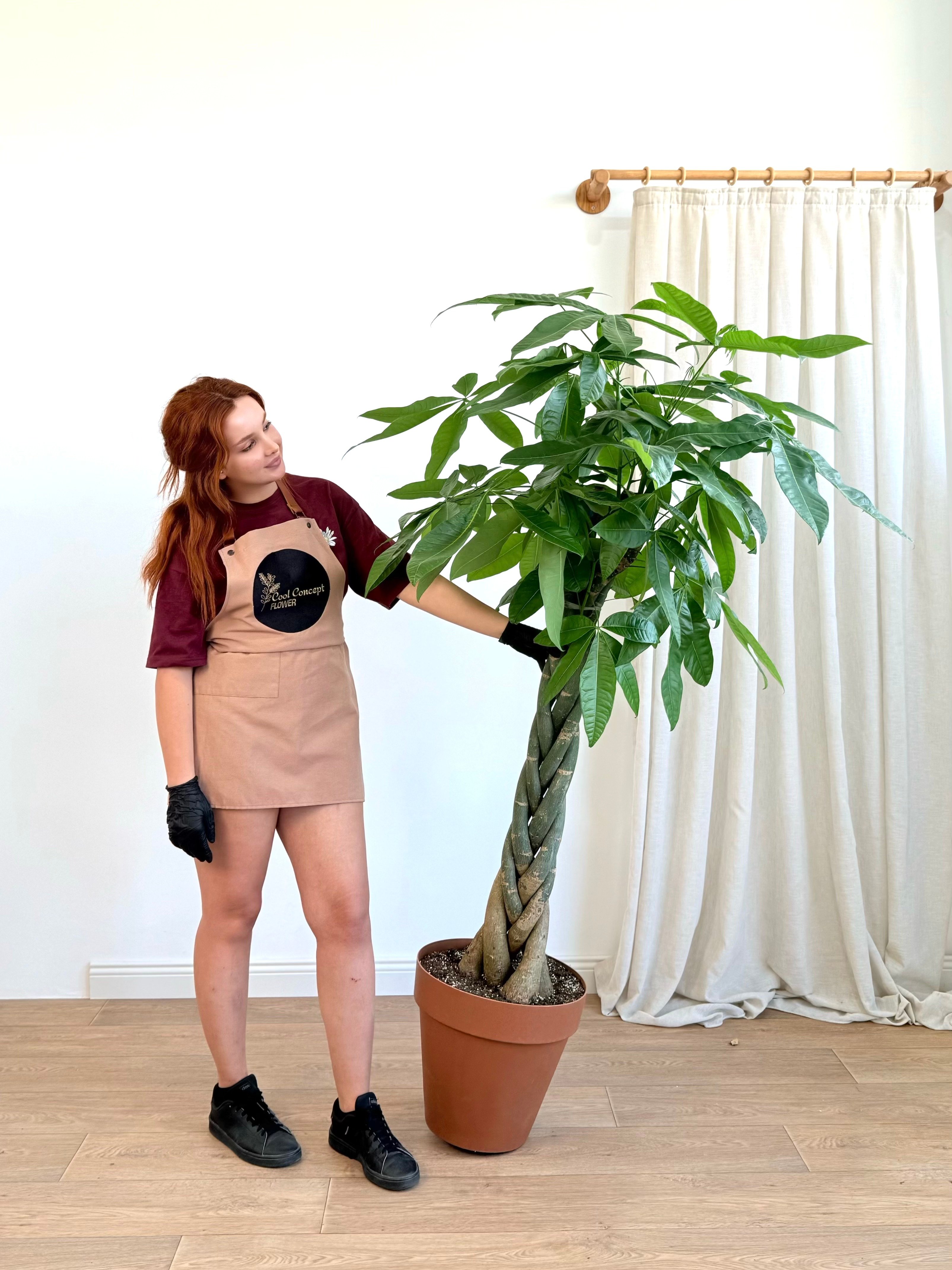 170-190 cm Pachira Aquatica (Money Tree- Para Ağacı)