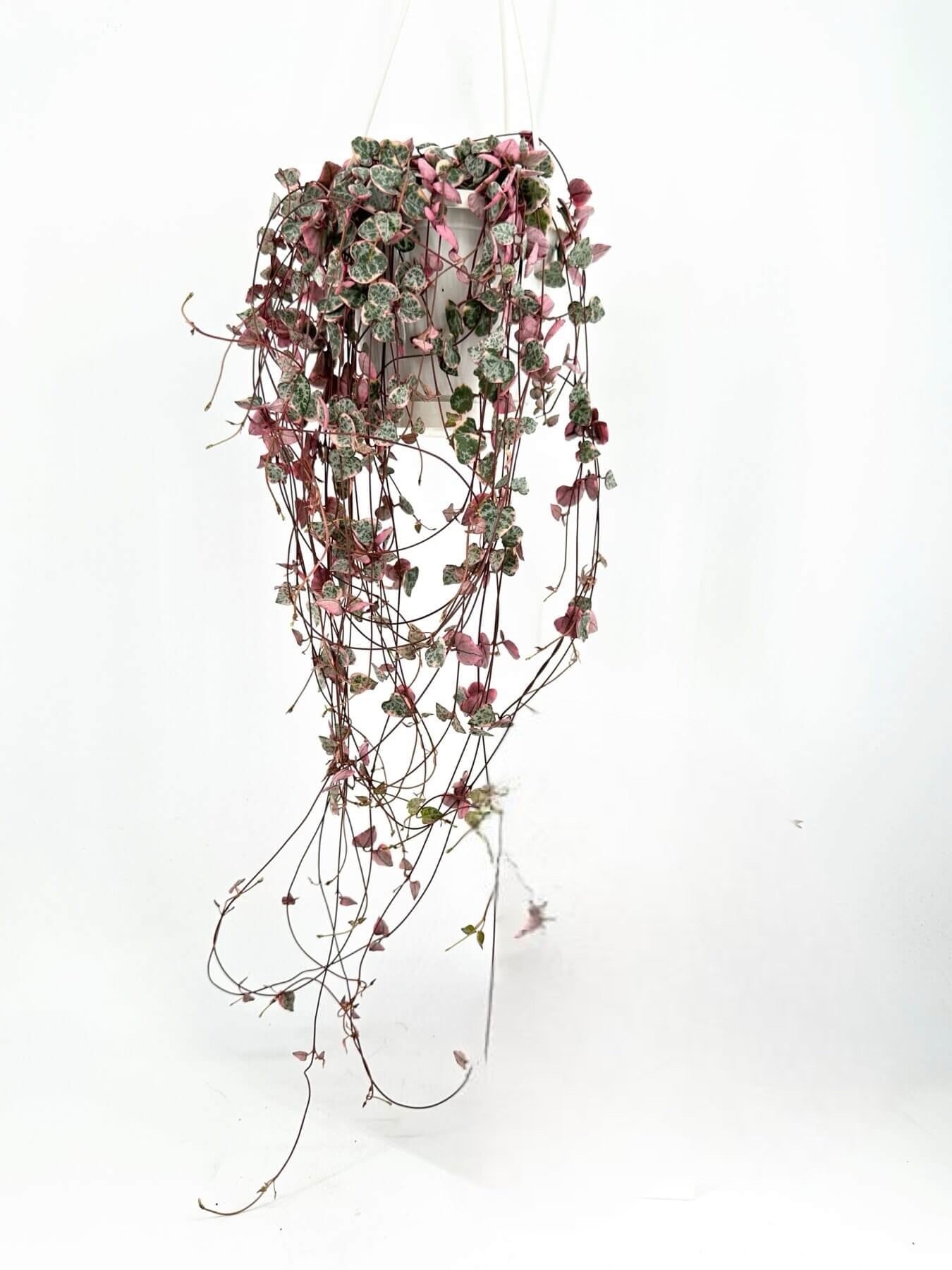 Ceropegia Woodii Variegata – (Kalp Kalbe Karşı)