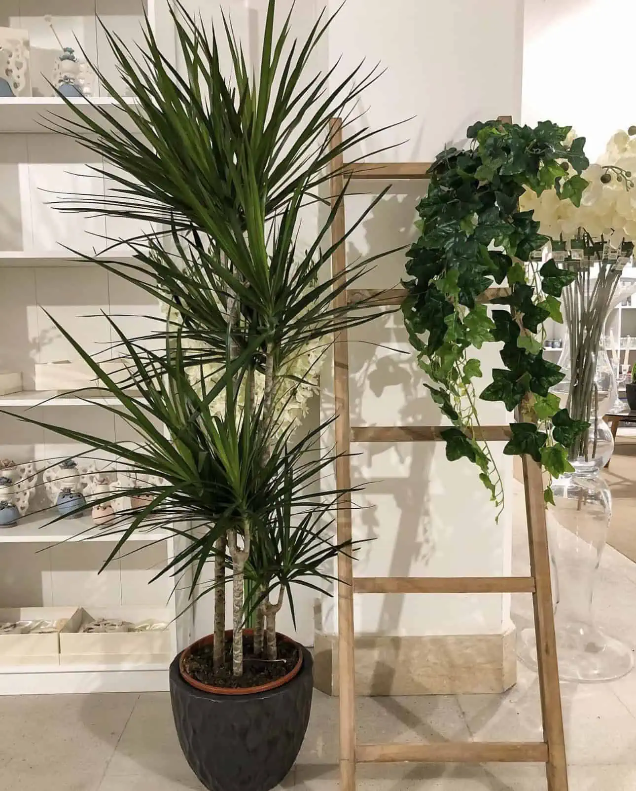 monstera pendente Hanging Monstera Kokedama
