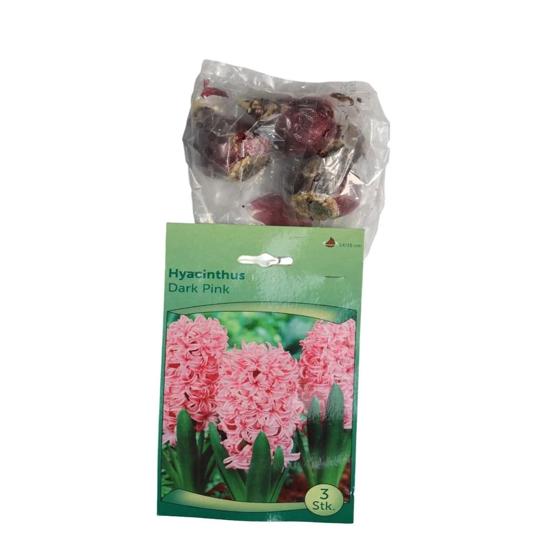 Mor Sümbül Soğanı – 3’lü Paket  İthal Çiçek Soğanı