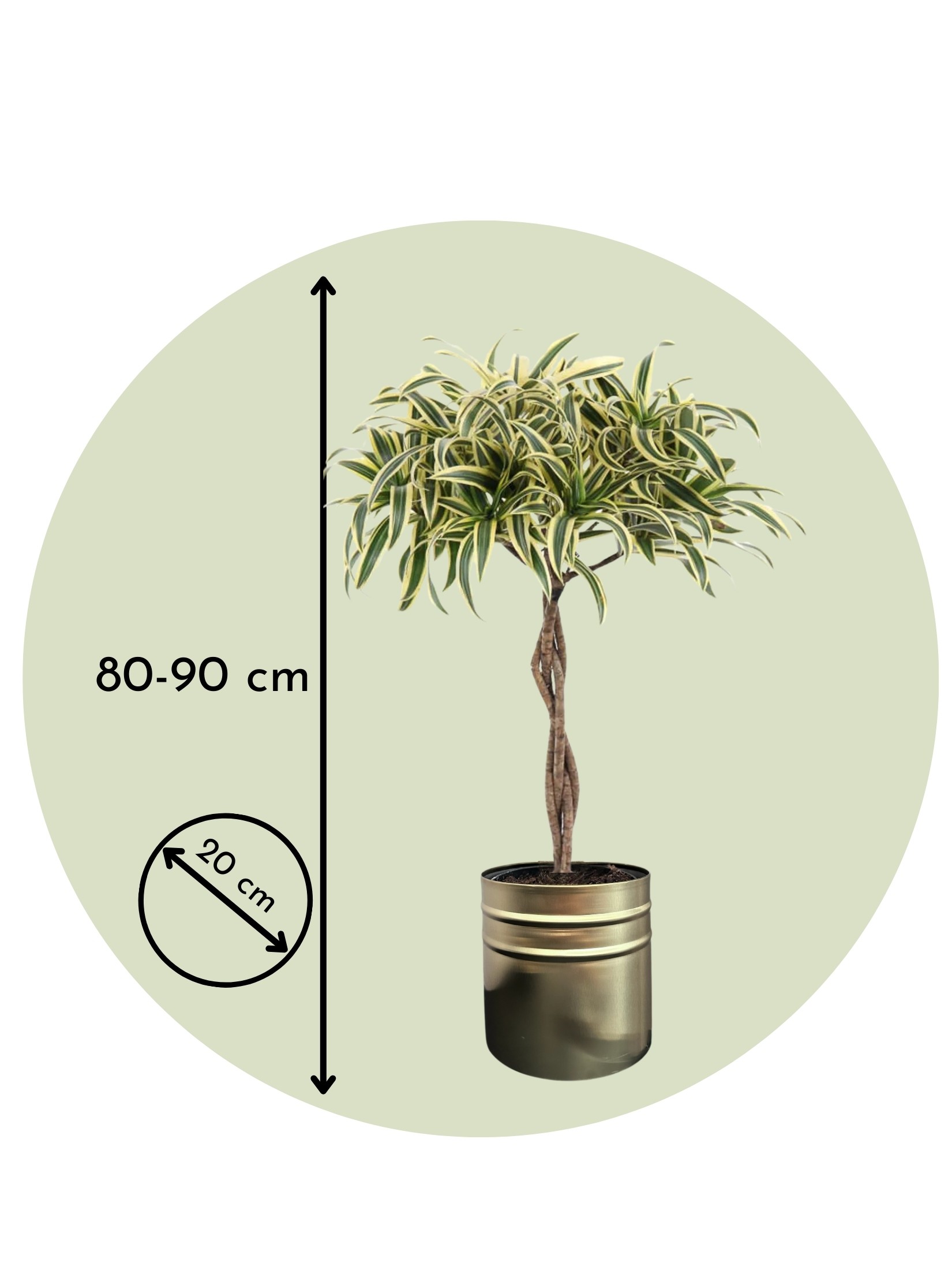 Dracena Reflexa 