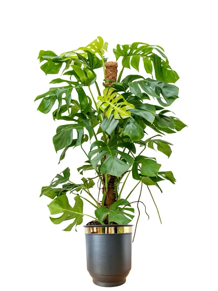 Monstera (Deve Taban) iei eitleri & Fiyatlar