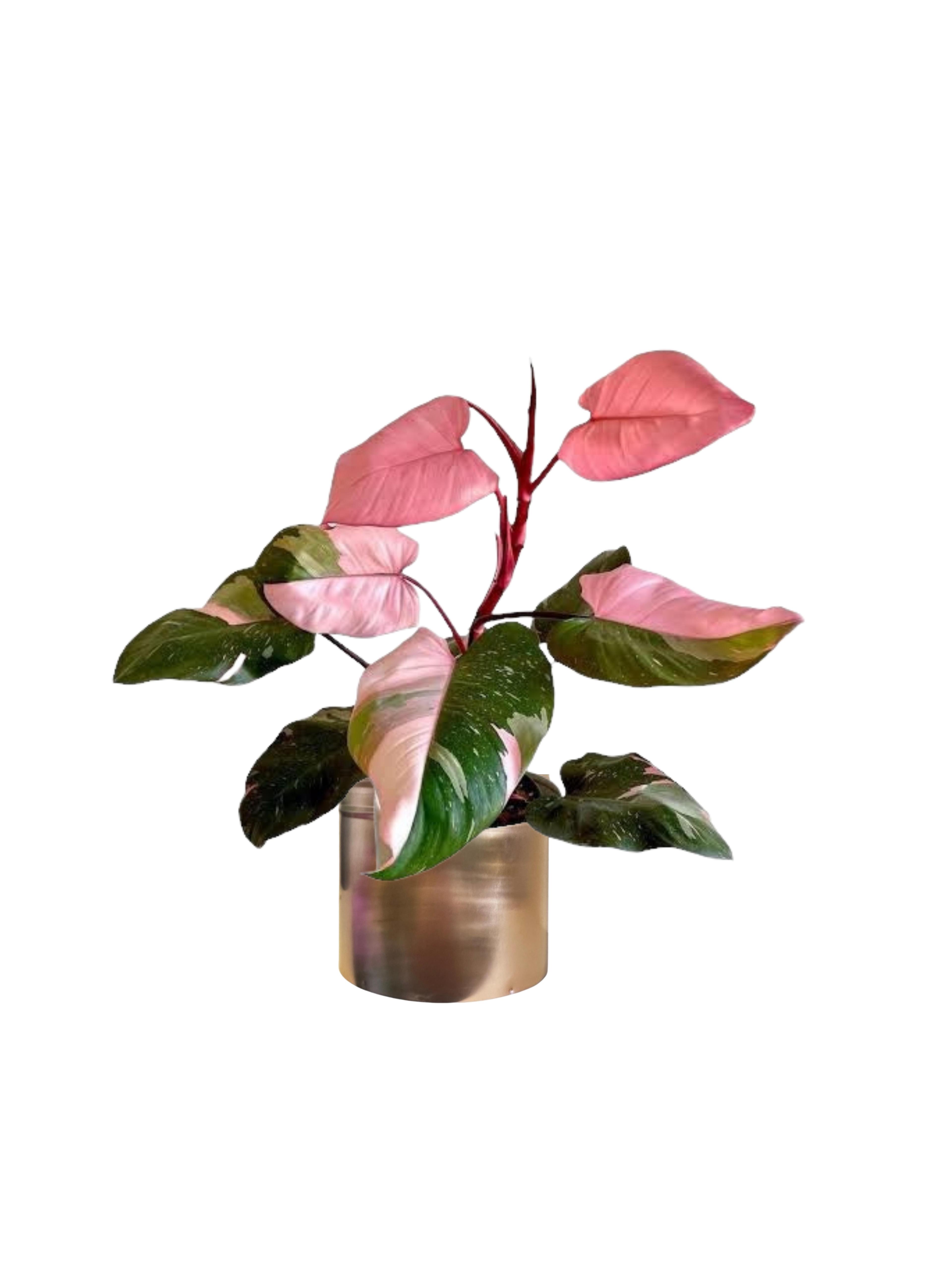 Philodendron Pink Princess (Özel Tür)