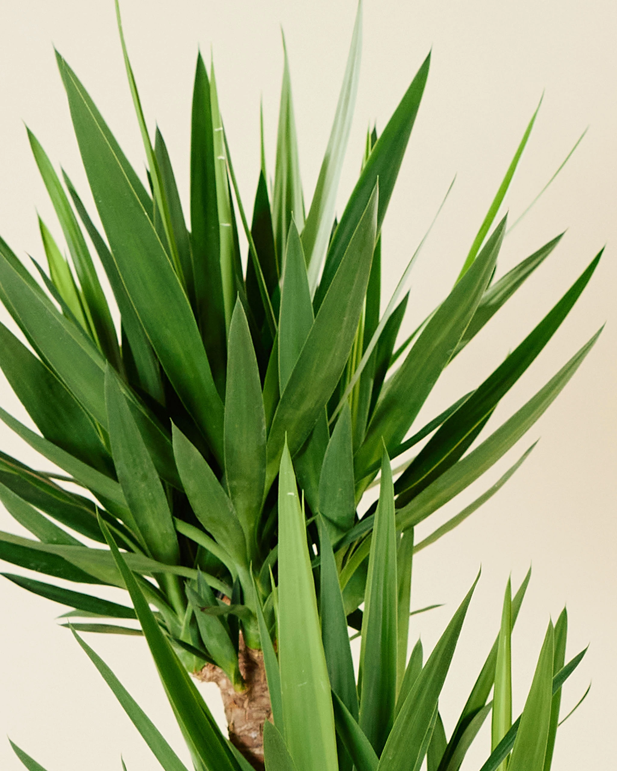 Yucca Dört Kollu (Yuka 170-180 cm )