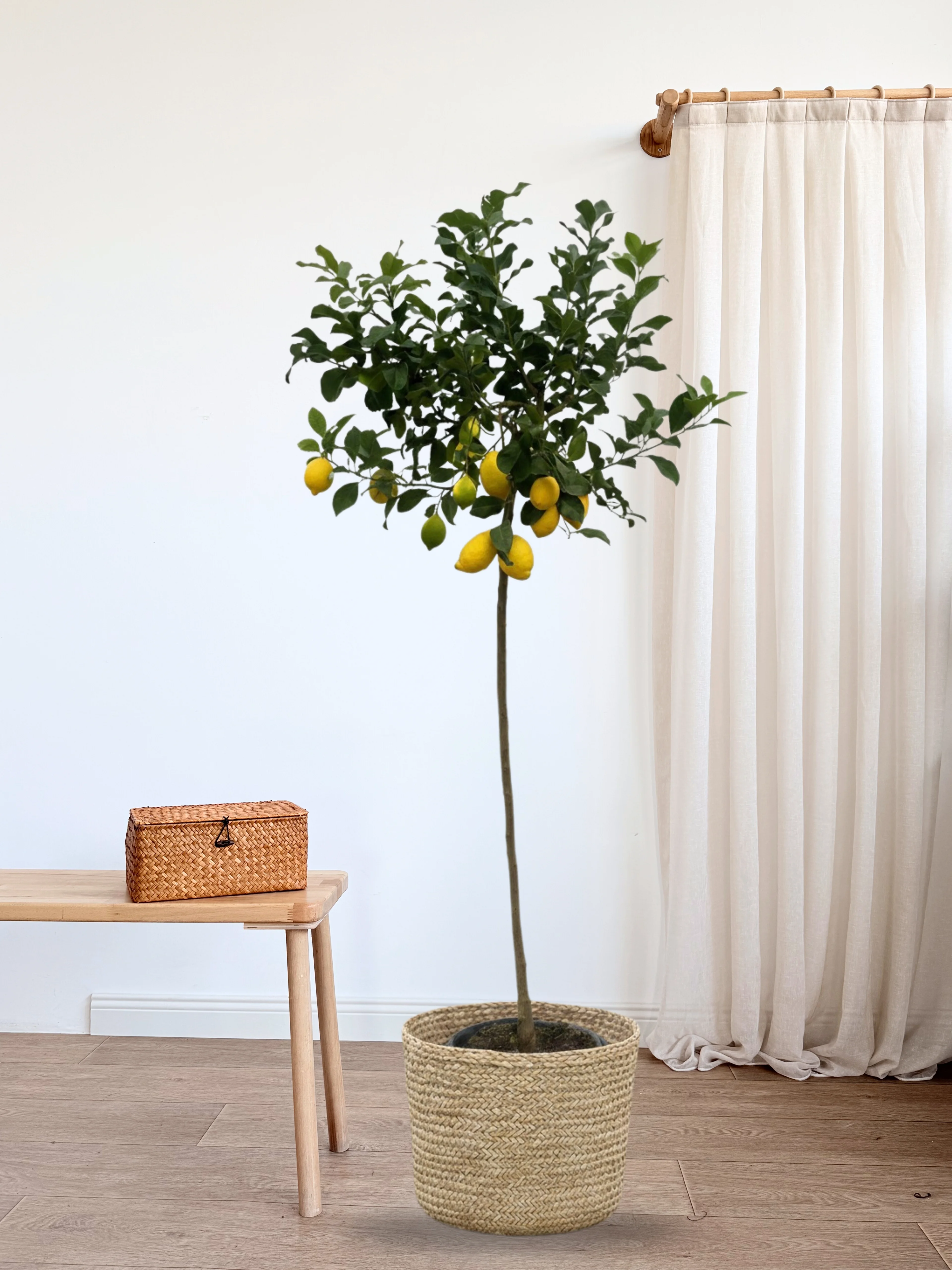 Yediveren Limon Ağacı | Saksıda 140-150 cm