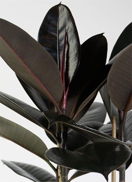 Kauçuk Çiçeği - Siyah Kauçuk Bitkisi (170-190 cm Üç Köklü Ficus Elastica)