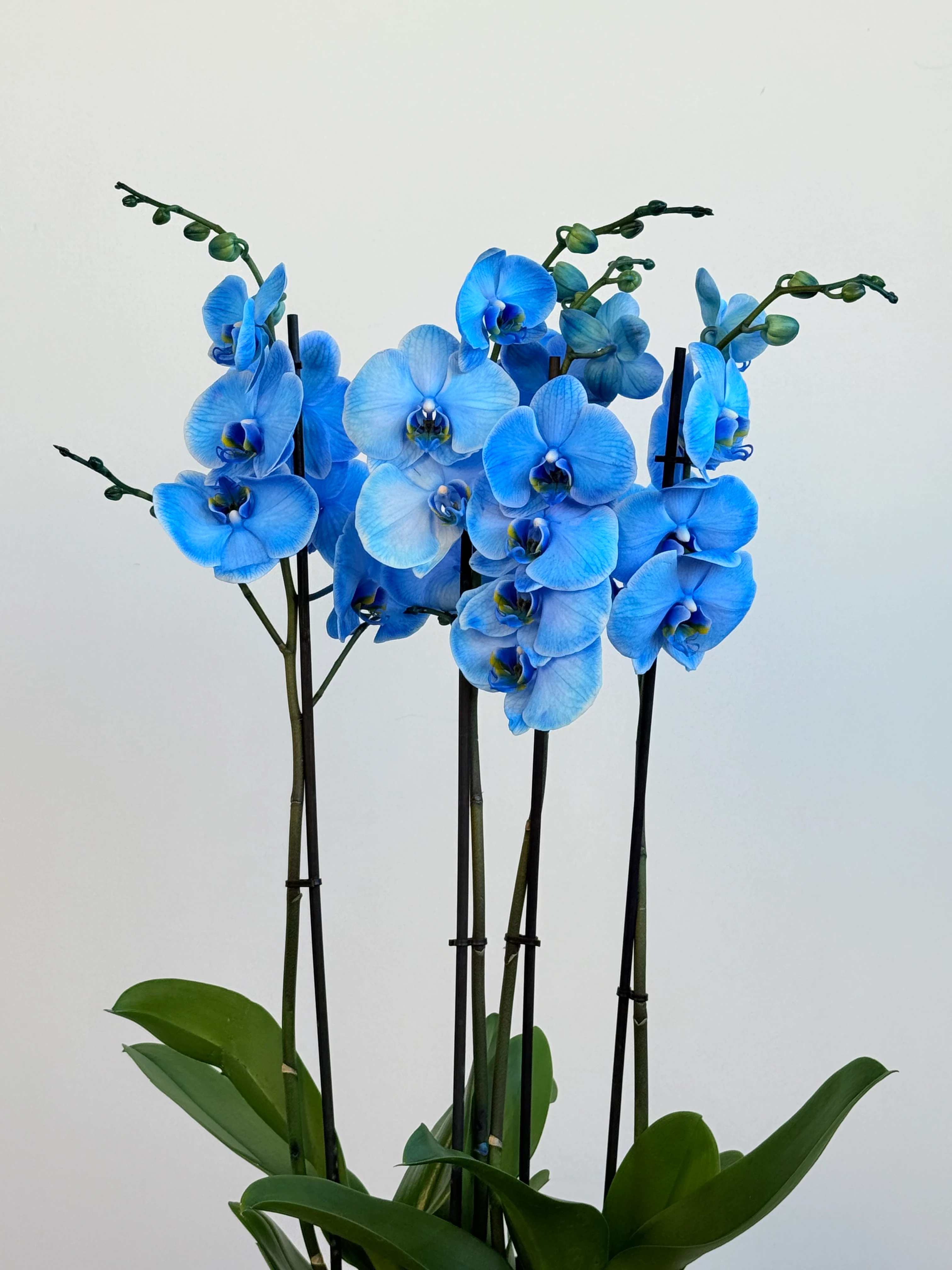Orkide Mavi Dört Dallı (İthal Premium)