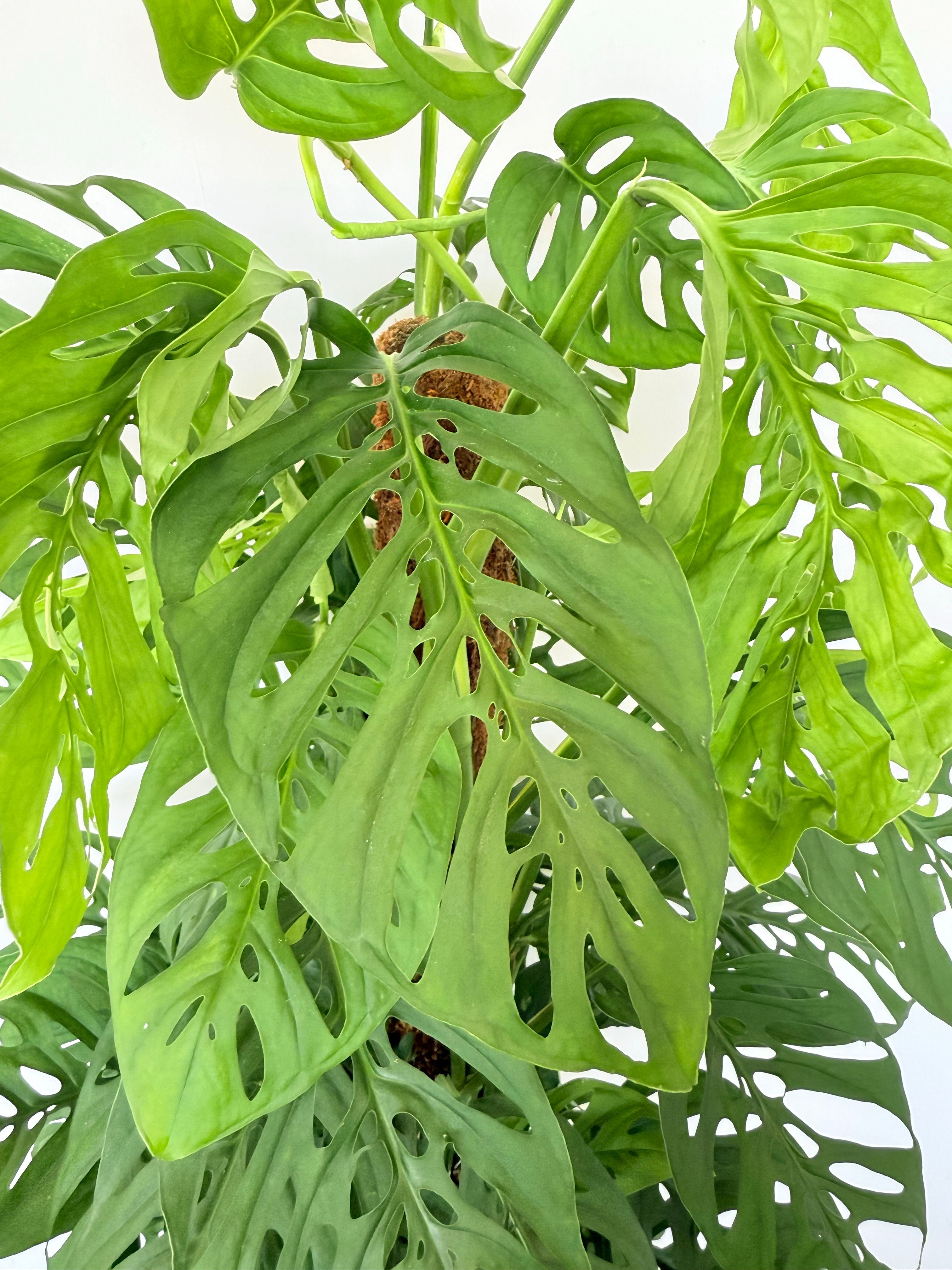Monstera Adansonii (100-110 cm) – İsviçre Peynir Bitkisi  