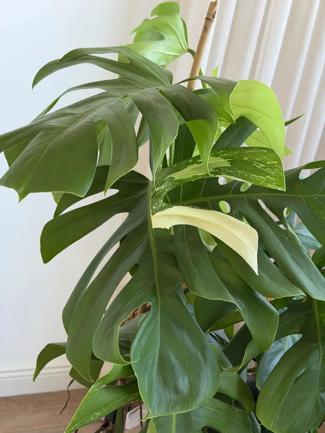 Monstera Deliciosa Variegata (Nadir Tür)