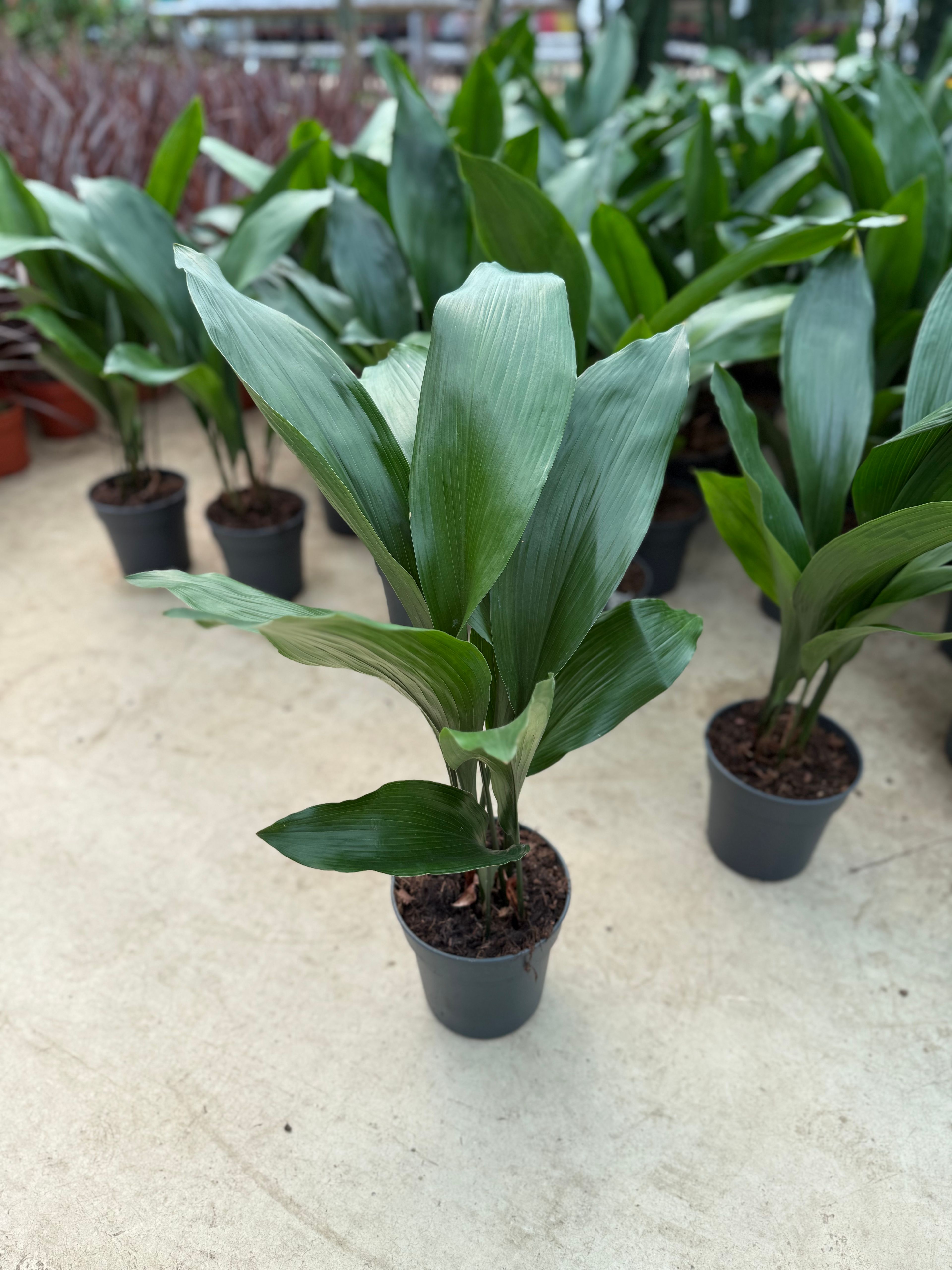 Aspidistra Elatior – Salon Yaprağı