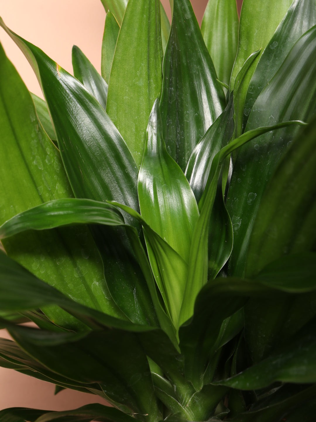 Üç Kollu Dracaena Compacta ( 140-150 cm)