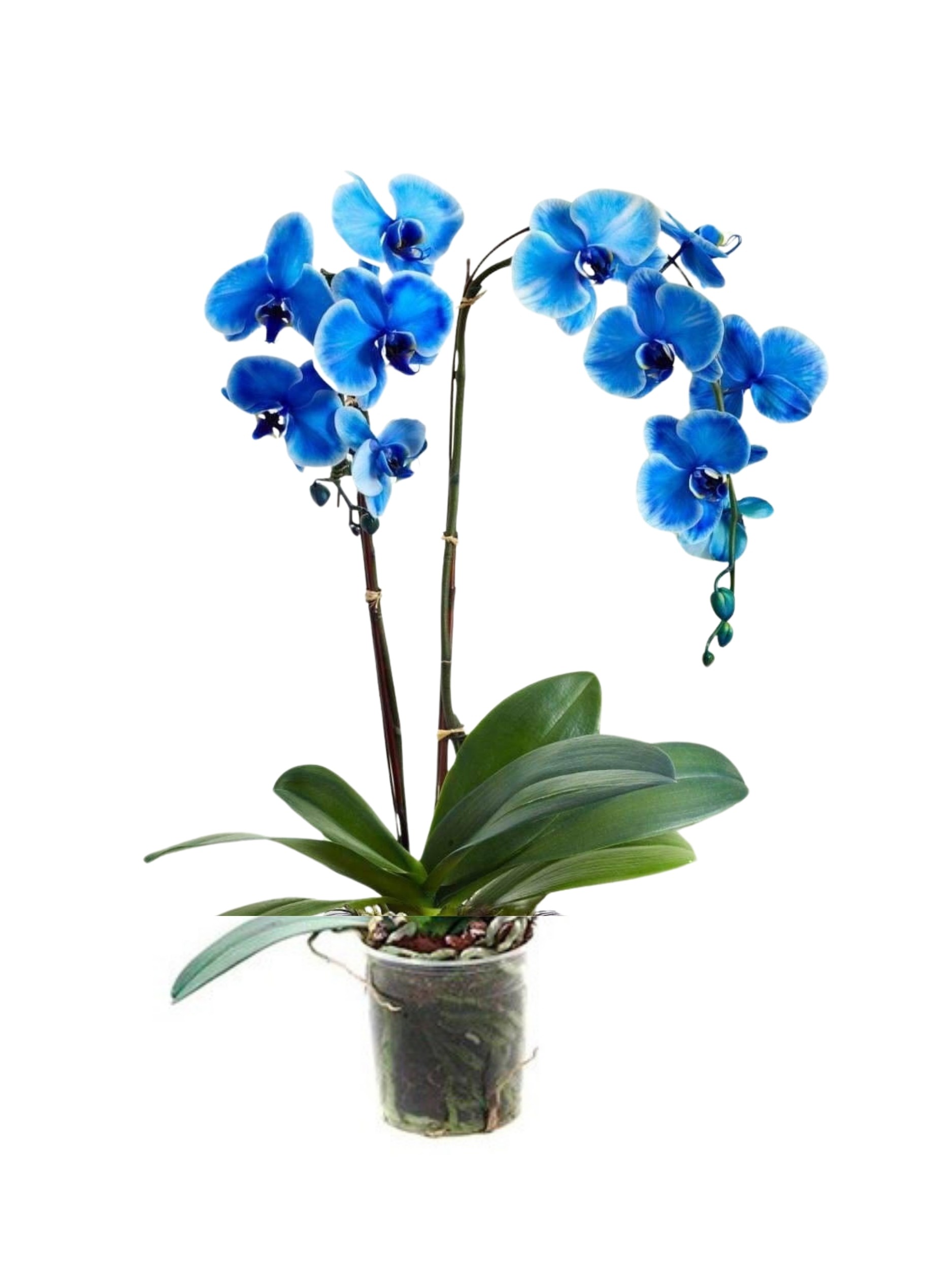 çift dallı mavi orkide (ithal premium)