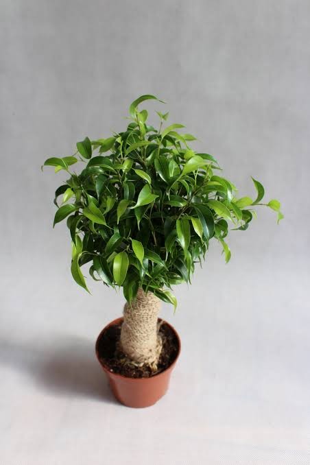 Ficus Natasja 