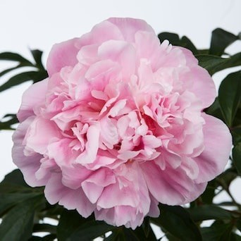 Şakayık (Peony) – 80 cm | 22 cm Saksıda