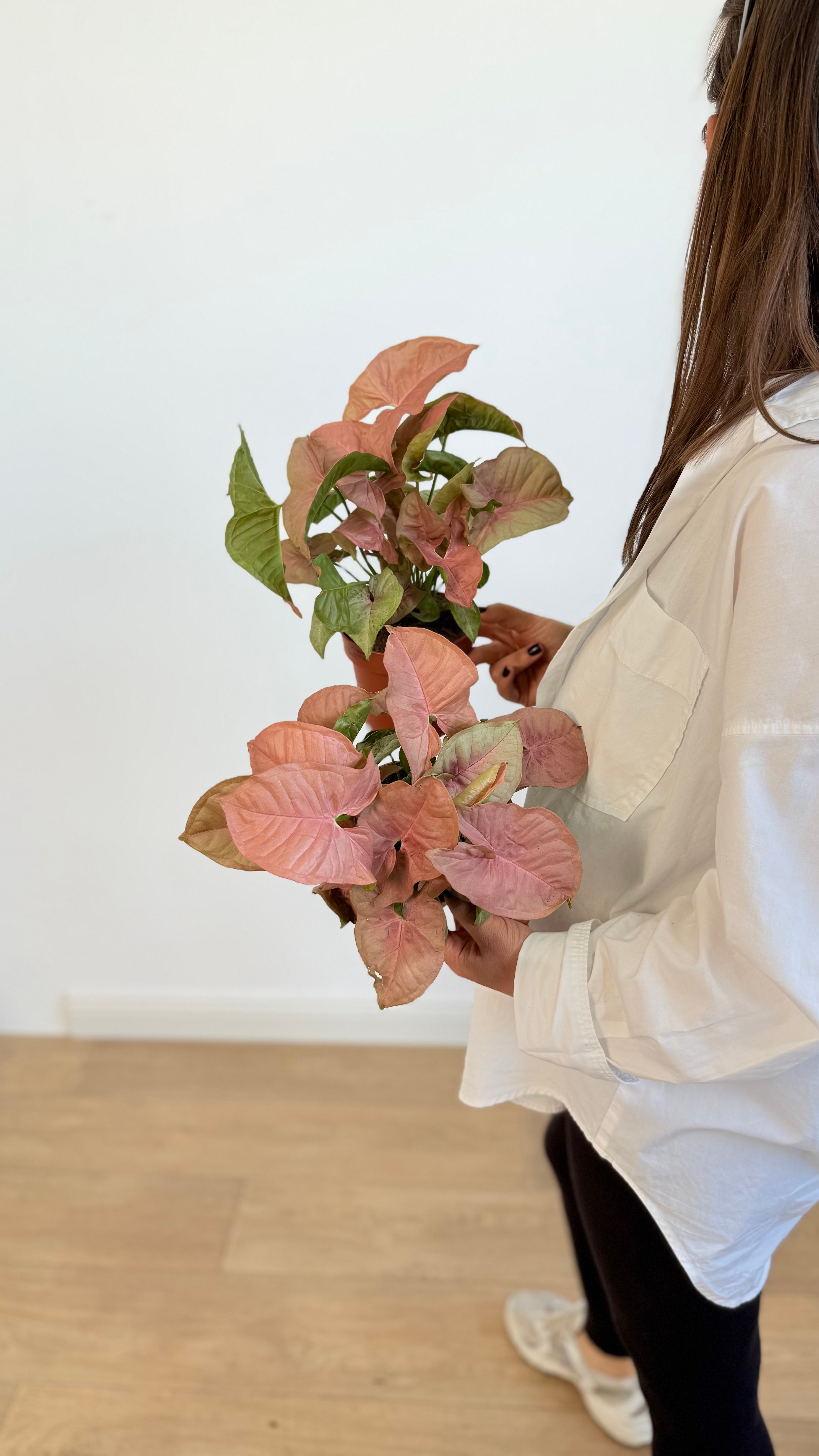 Syngonium Pink (Pembe Masa Boy)