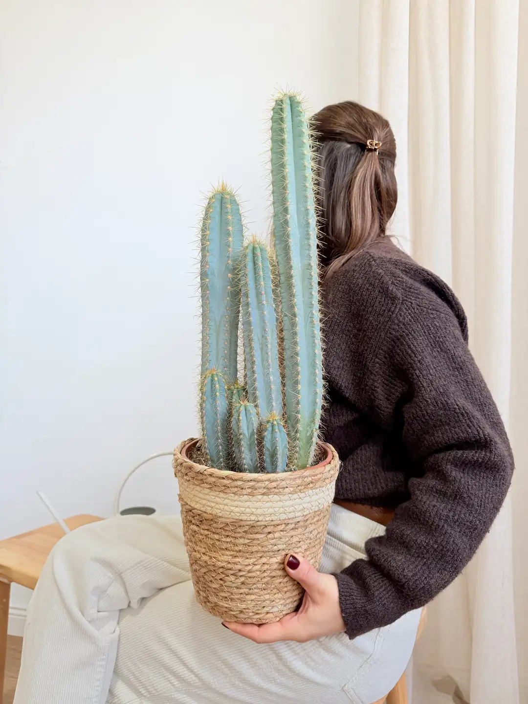 Kakts eitleri & Fiyatlar | Cool Concept Flower