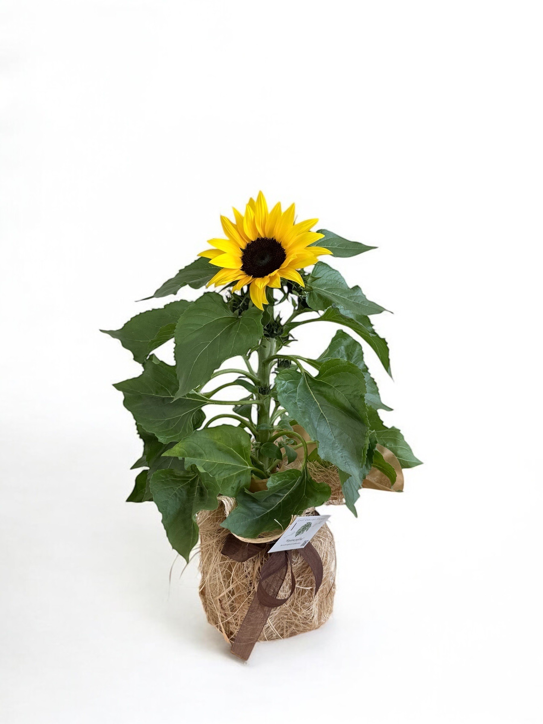Dekoratif Saksıda Ayçiçeği | 40-50 cm  