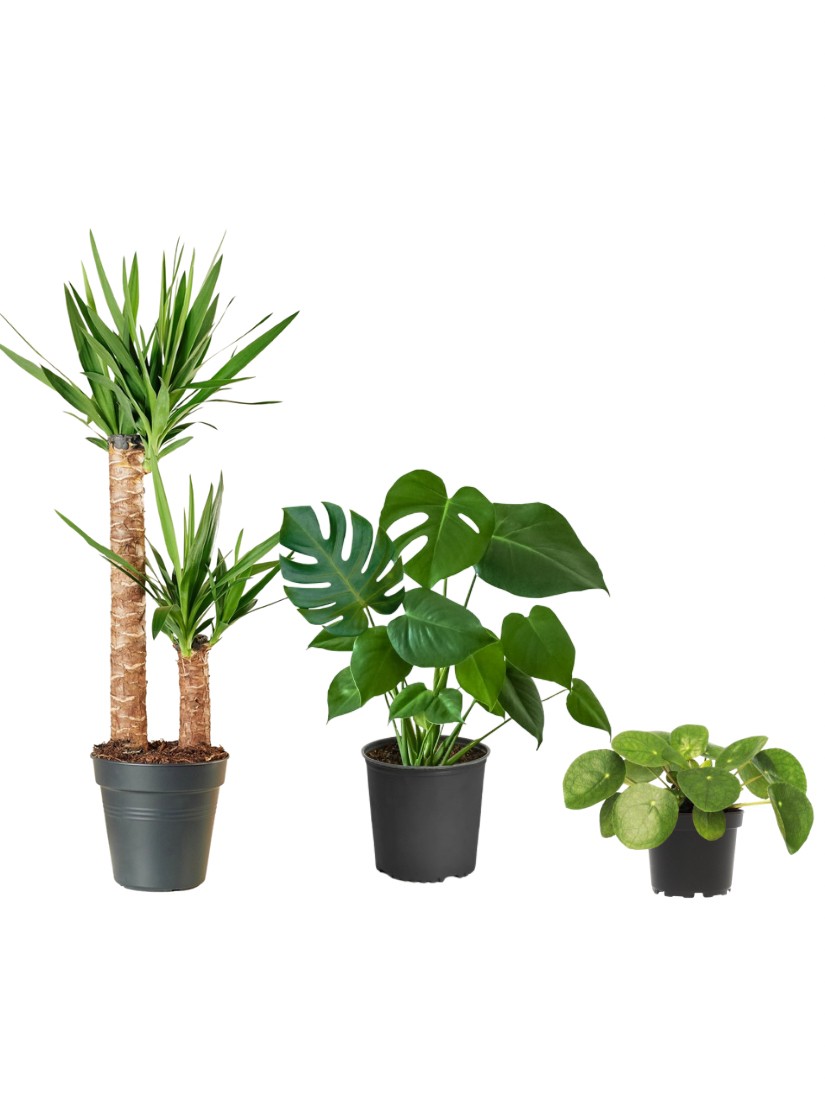 Favori Bitki Seti(100 cm yucca (yuka)- monstera60-70 cm-pilea)