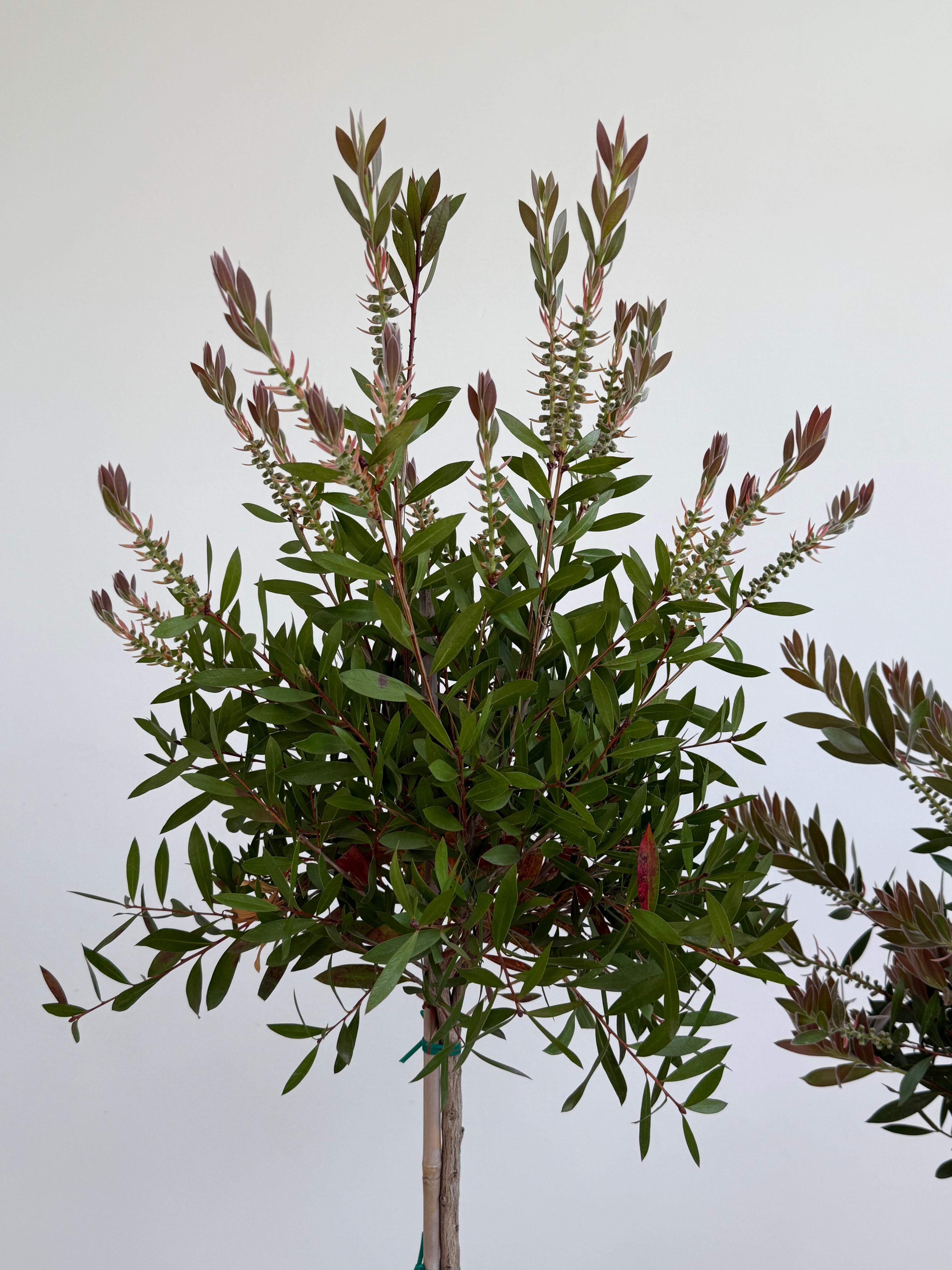Callistemon (Şişe Fırçası Çalısı)