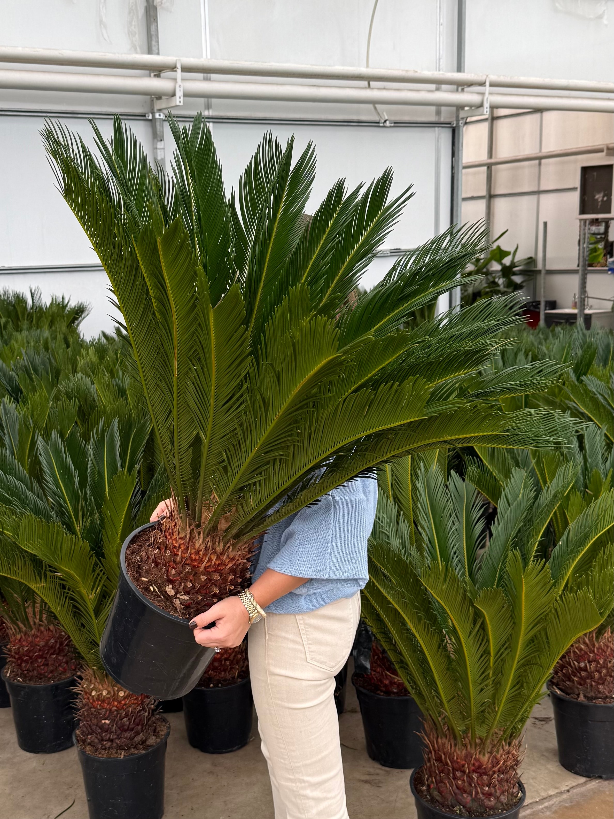 Cycas Revoluta XL – (Sikas -Japon Sago Palmiyesi)