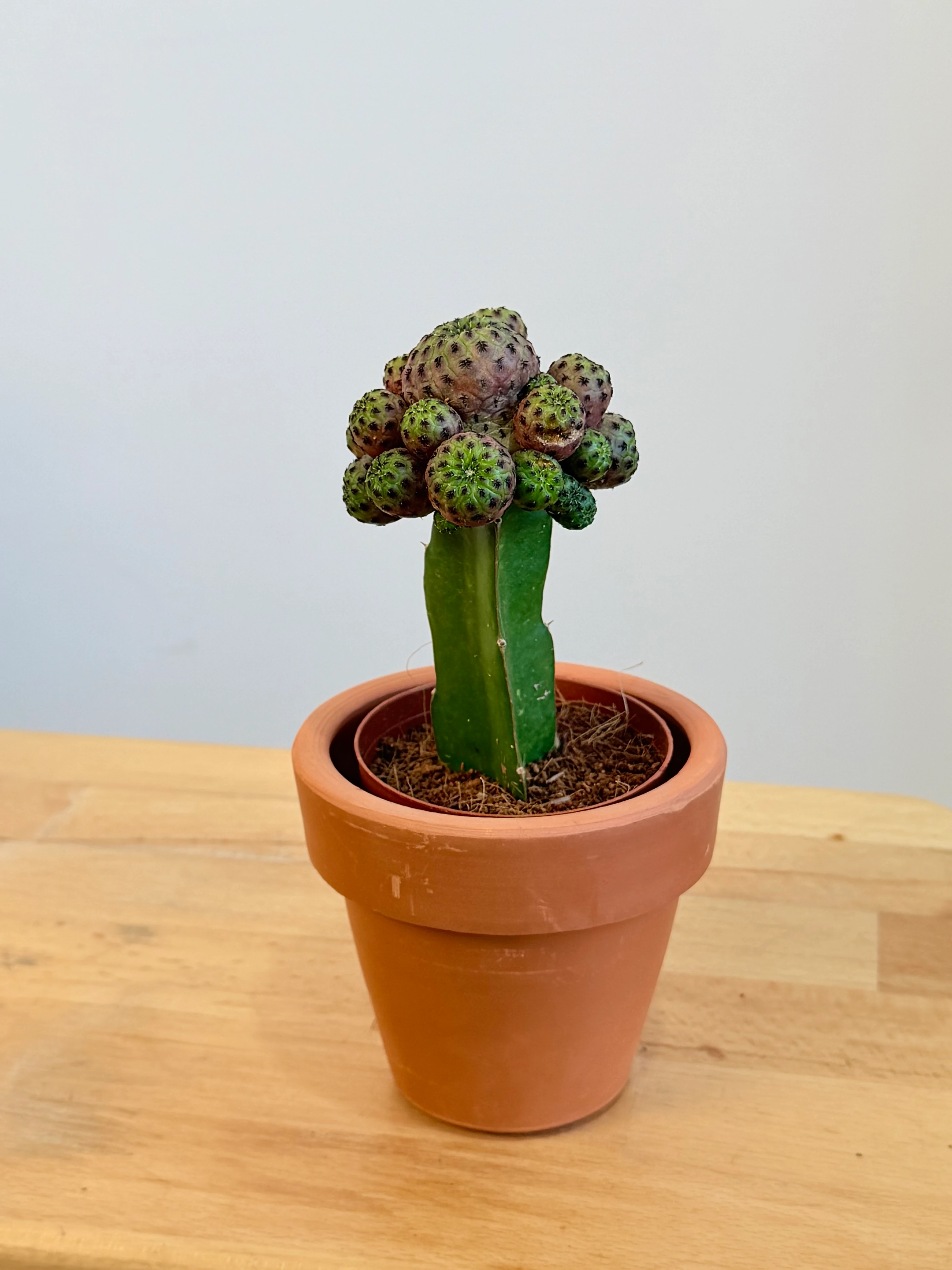 Masa Boy Renkli Aşılı Kaktüs – Toprak Dekoratif Saksıda