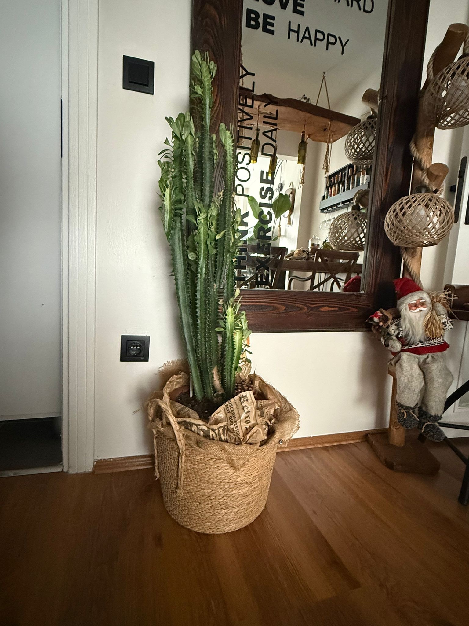XL Euphorbia Trigona 80-90 cm| Kaktüs