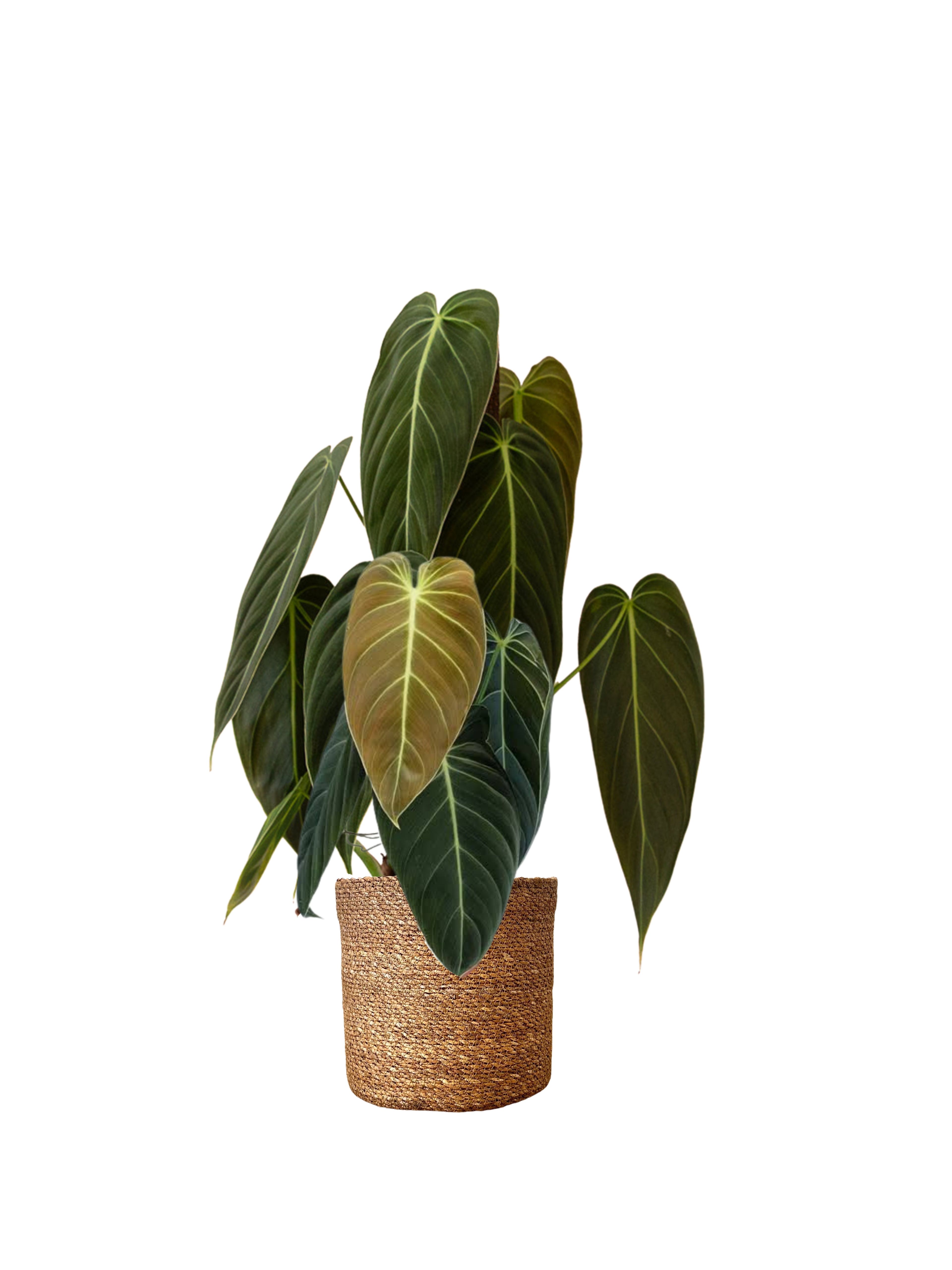 Philodendron Melanochrysum 40-50 cm Özel Tür)