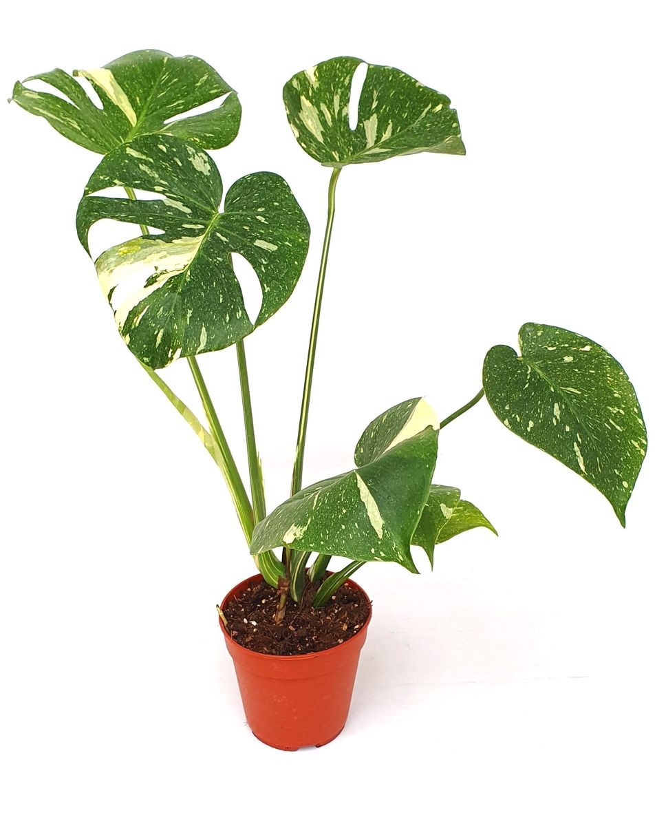 Monstera Deliciosa Variegata / 50-60 cm (Nadir Tür)