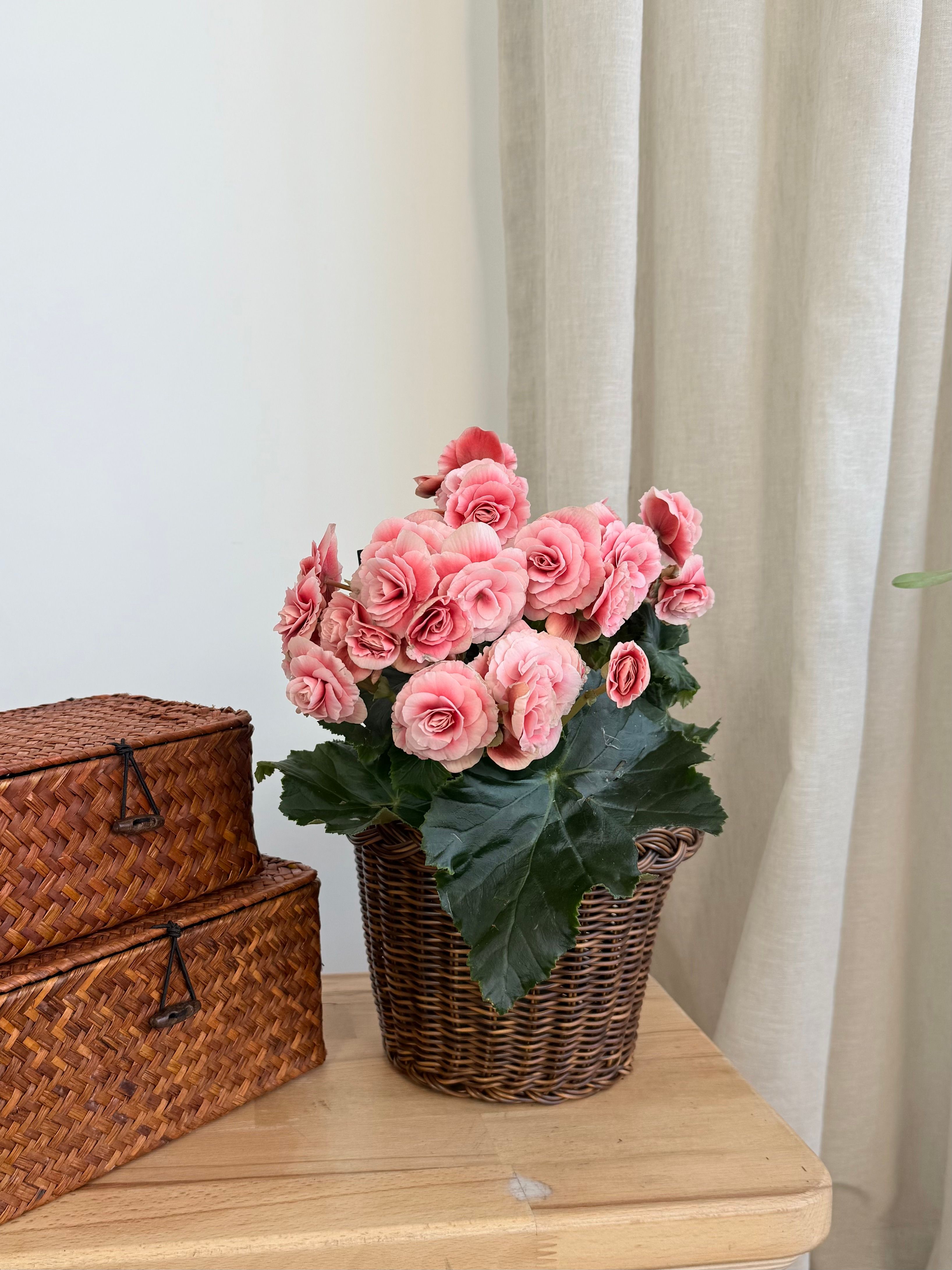 Begonia eliator