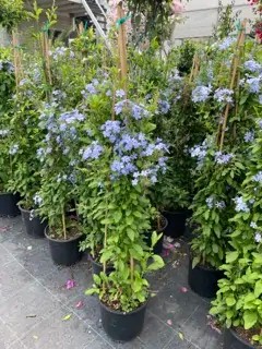 mavi yasemin (plumbago auriculata)