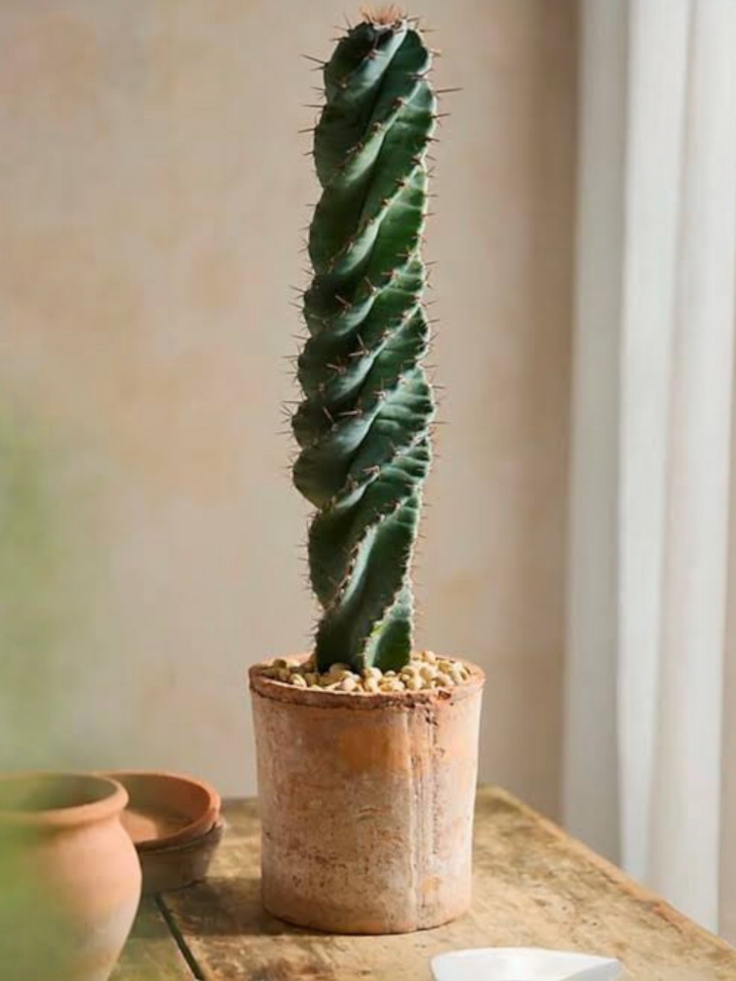 Spiral Kaktüs (Cereus Spiralis) 30-40 cm