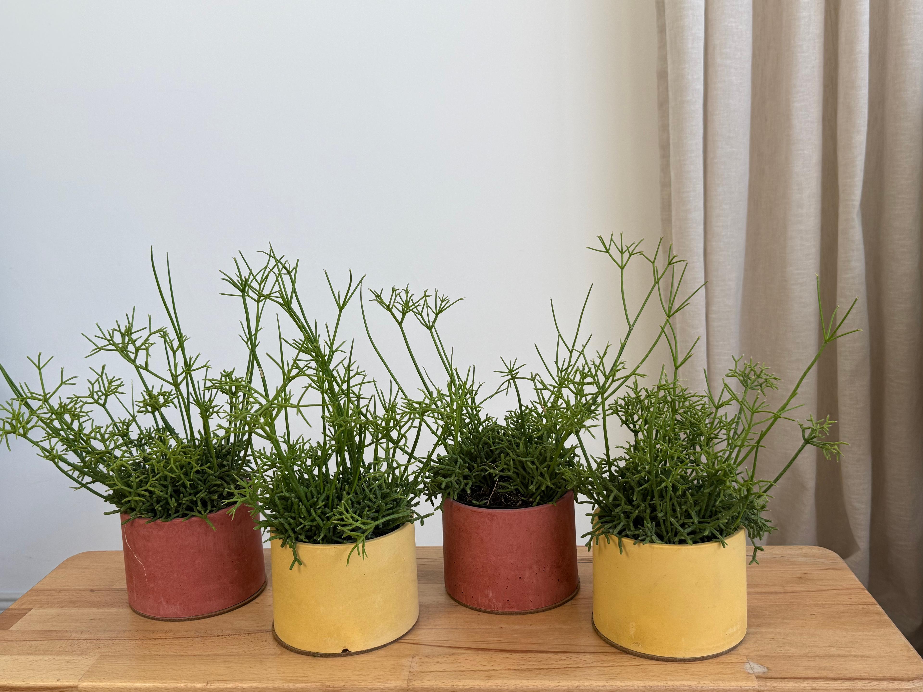 Rhipsalis Heteroclada (Renkli Beton Saksıda)