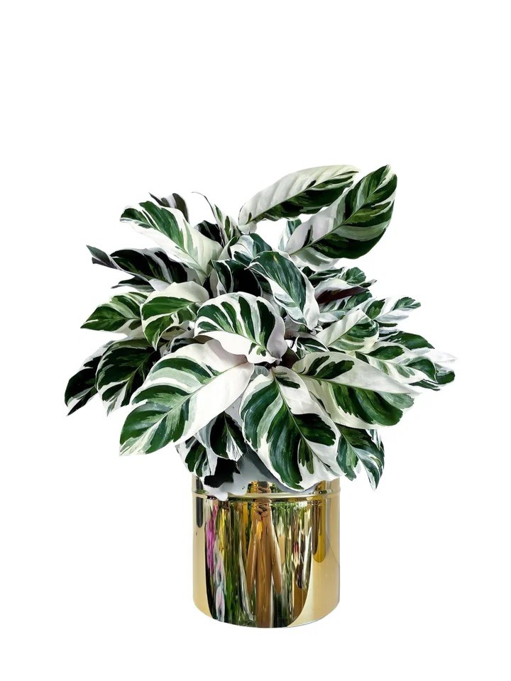 Calathea Favori 3’lü Set (white fusion-orbifolia-crimson)