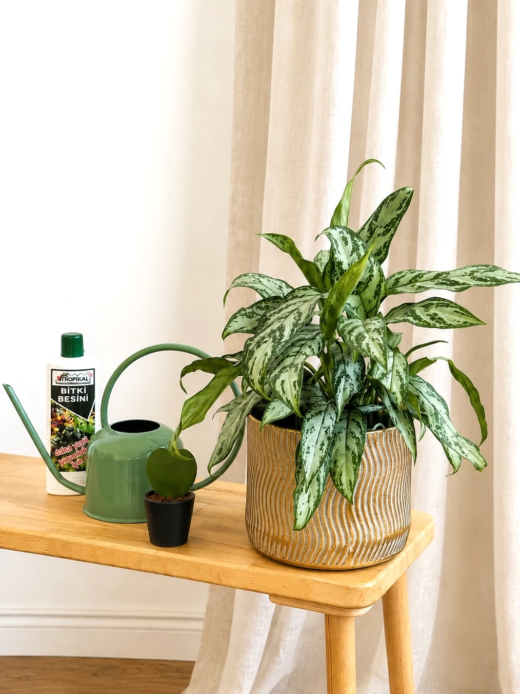 dracaena fragrans lindenii Dracaena fragrans 'Janet Lind' main image 0