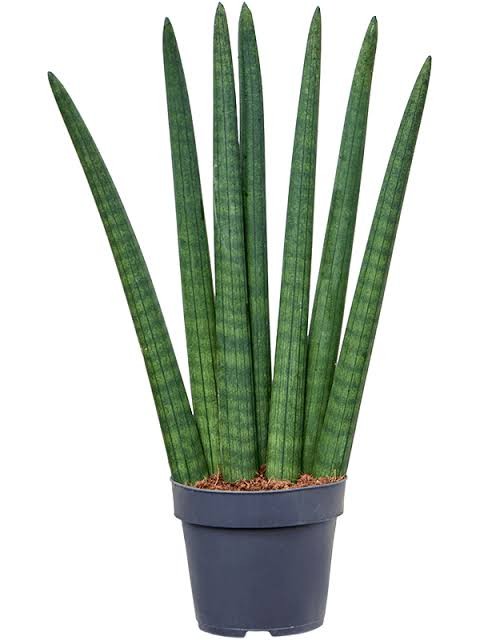 Sansevieria Cylindirica (50 cm)