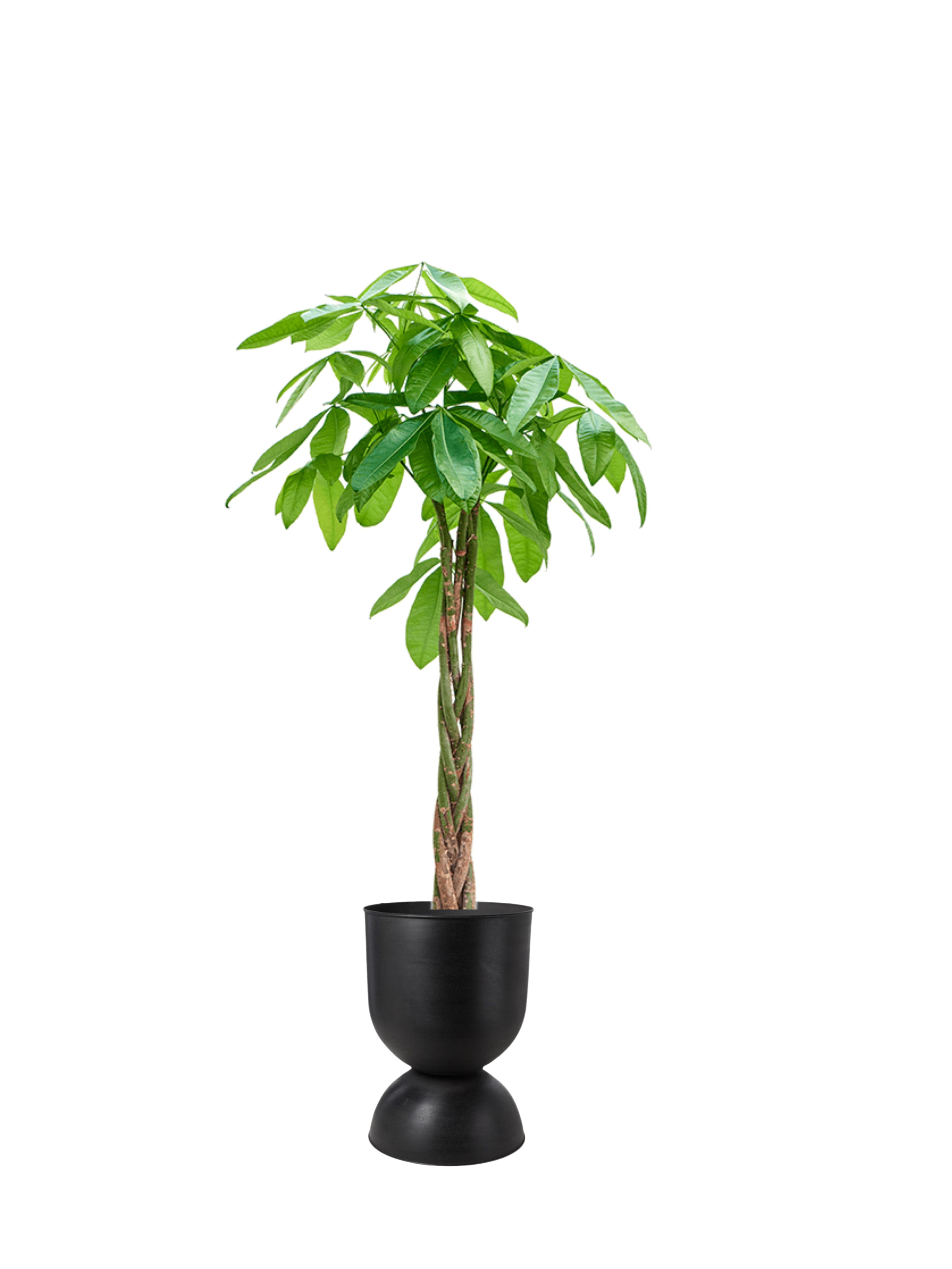 110-120 cm Pachira Aquatica (Money Tree- Para Ağacı)