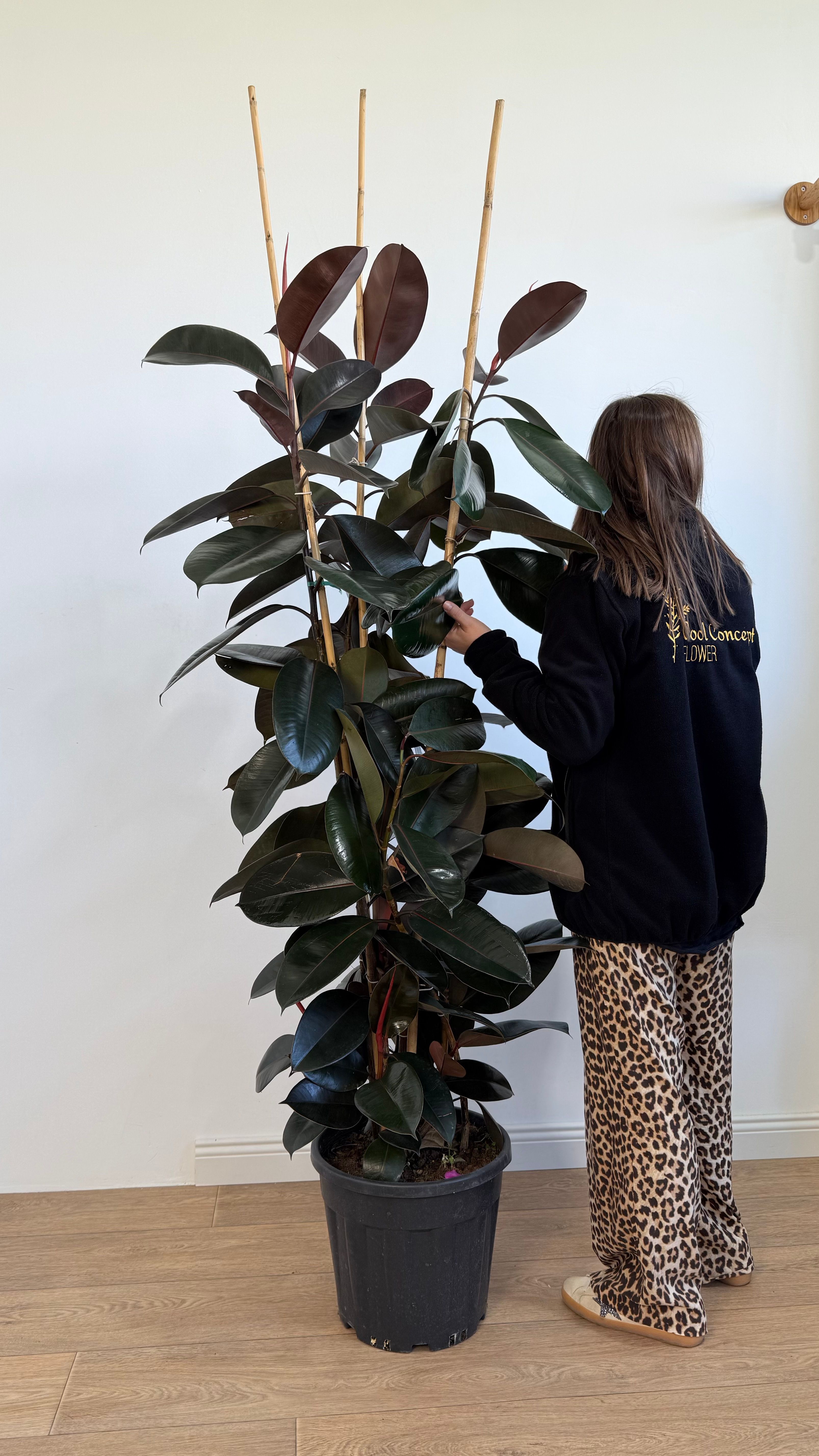 Kauçuk Çiçeği - Siyah Kauçuk Bitkisi (170-190 cm Üç Köklü Ficus Elastica)