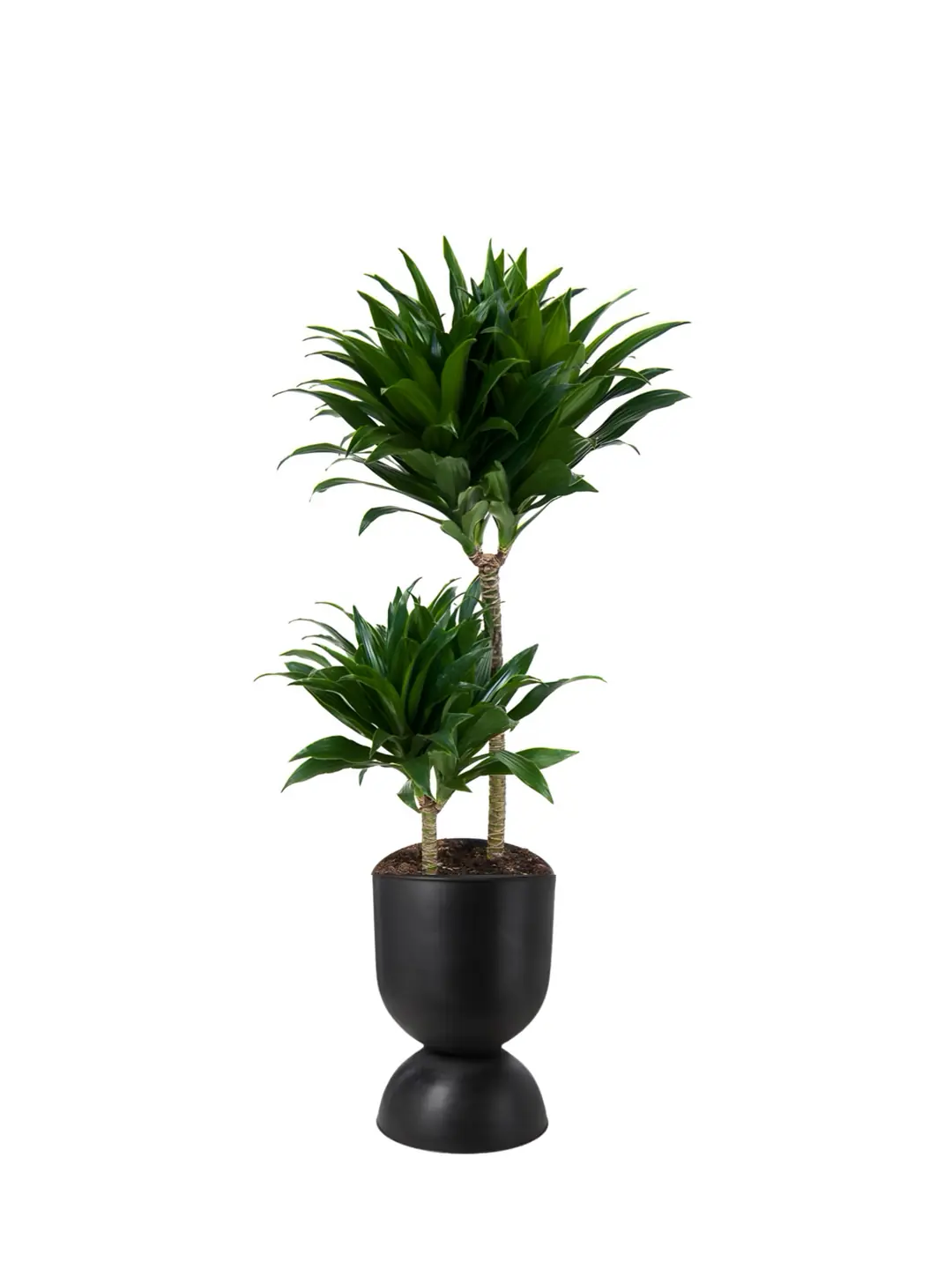 Dracena iei eitleri & Fiyatlar | Cool Concept Flower