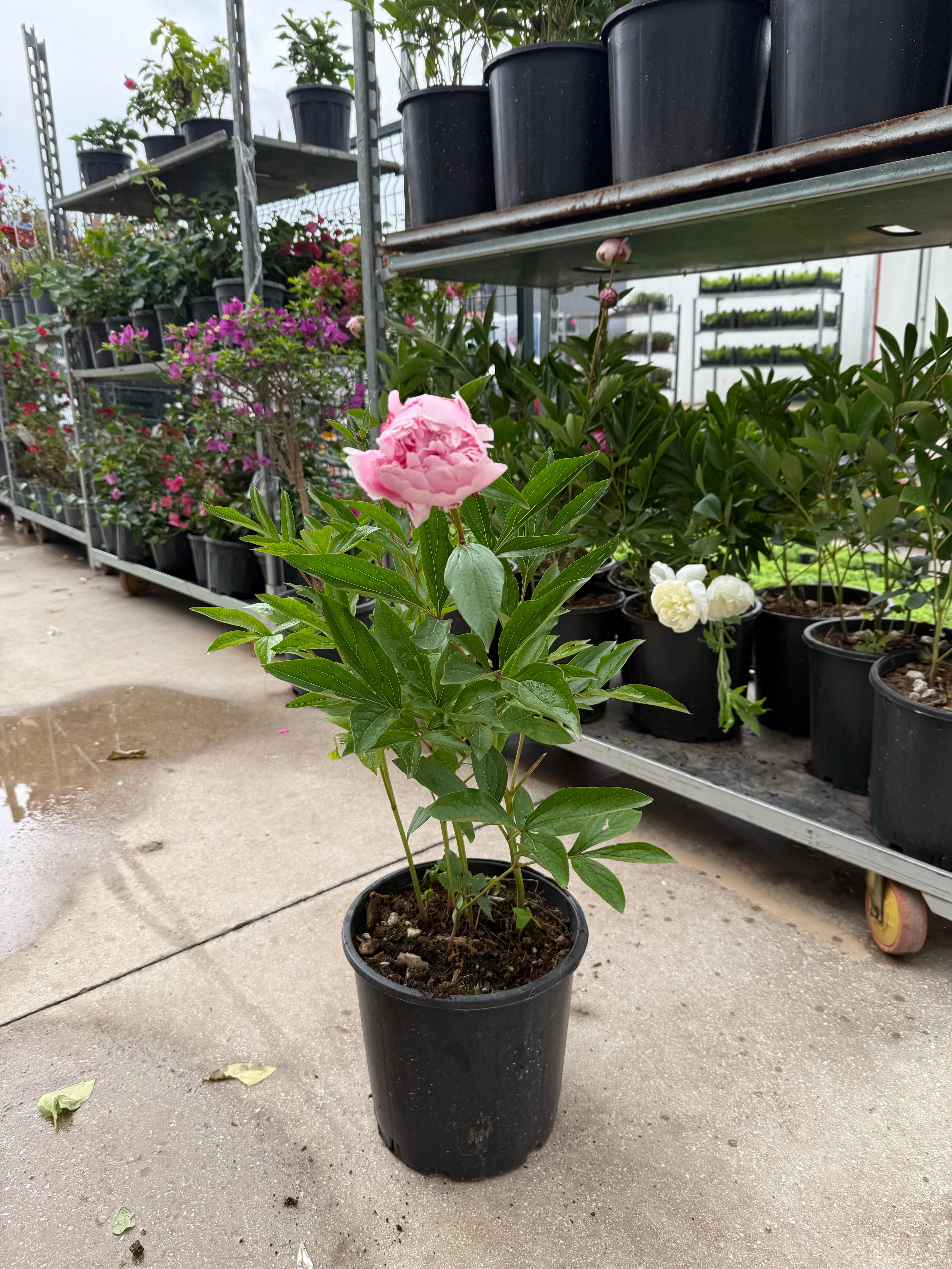 Şakayık (Peony) – 80 cm | 22 cm Saksıda