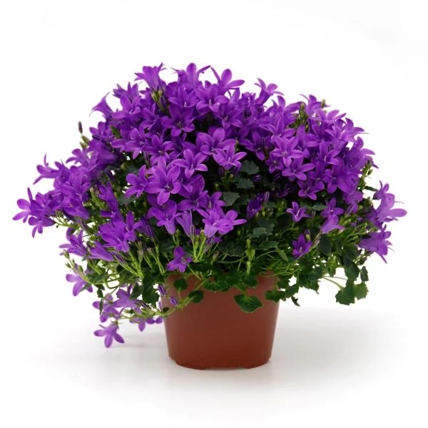 Campanula (Çan Çiçeği)