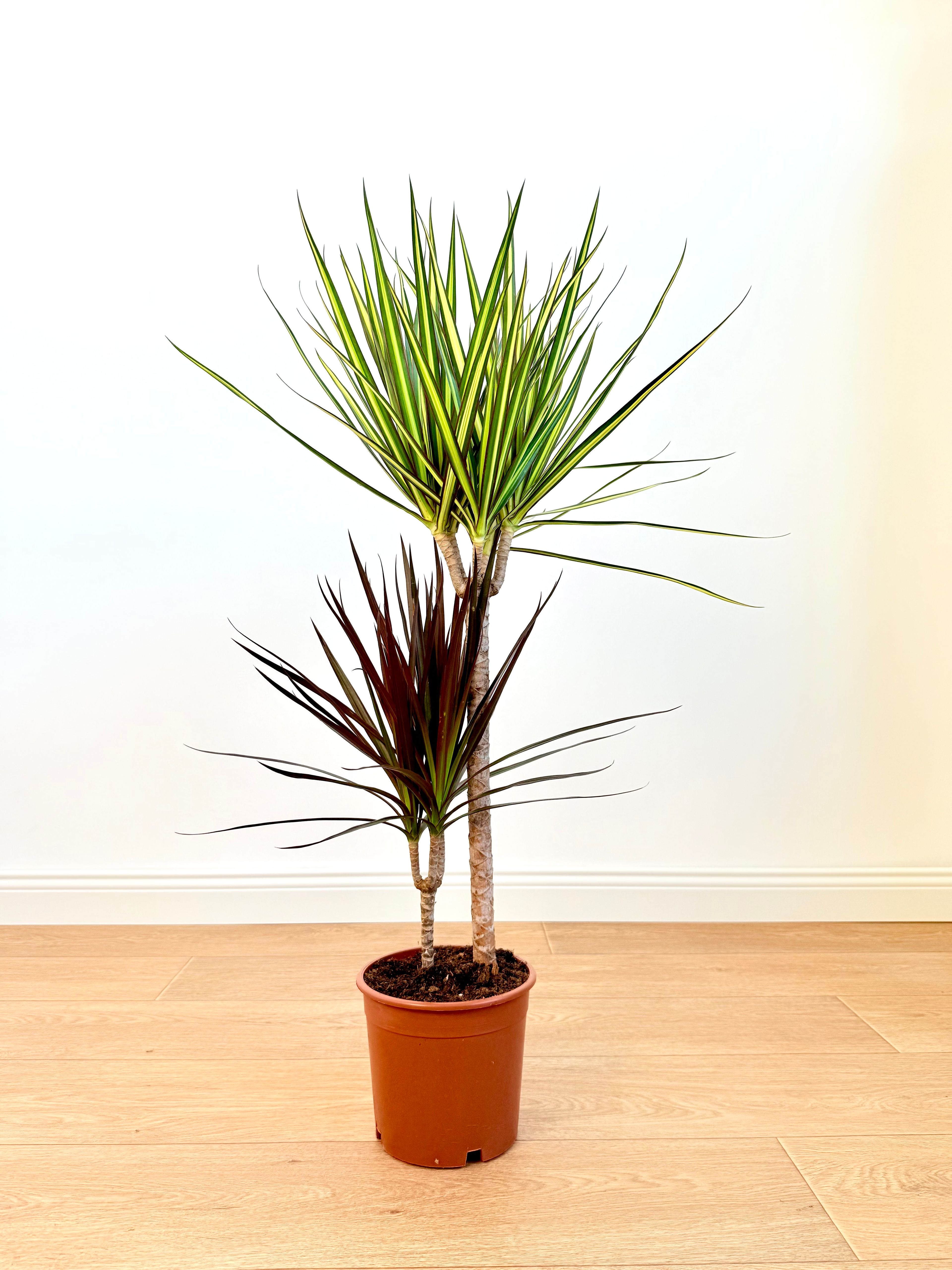 Dracaena Marginata Çift Renkli – 100 cm, İki Köklü