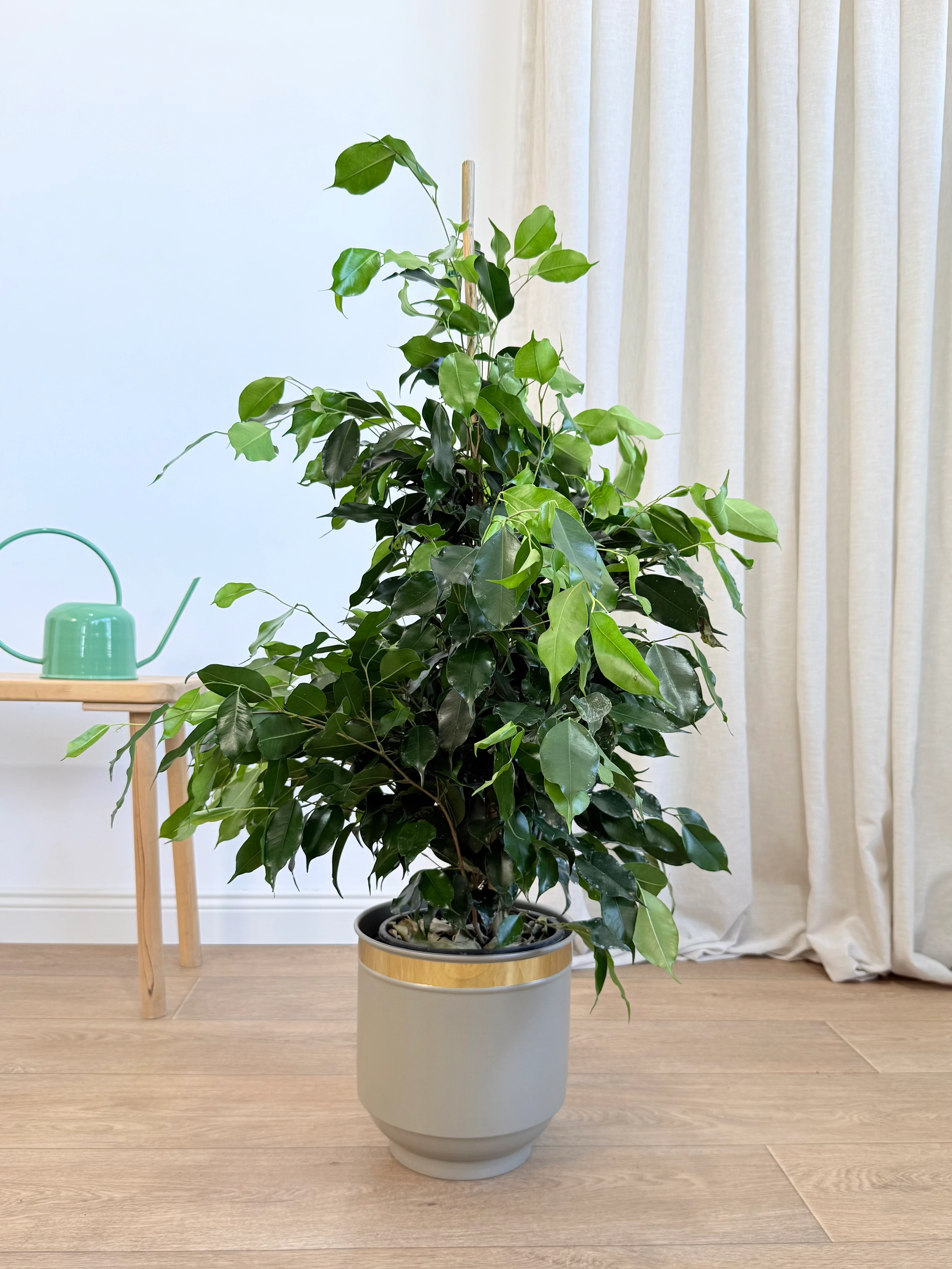 Ficus Benjamin Danielle 100-110 cm (Koyu Yeşil Benjamin)