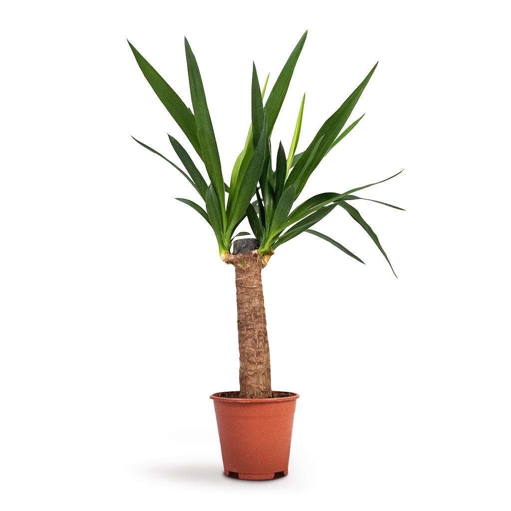 Yucca (Yuka) Tek Kollu (50 cm)