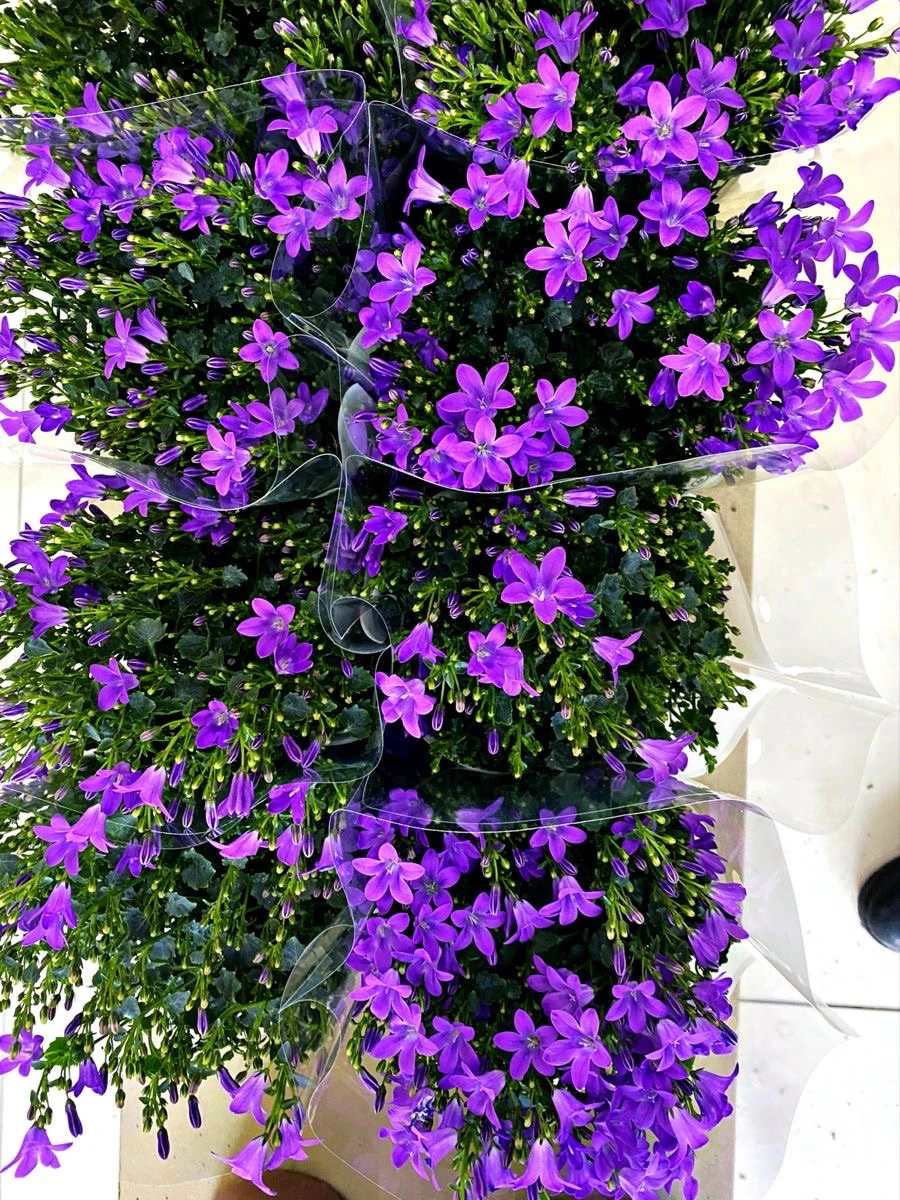 Campanula (Çan Çiçeği)